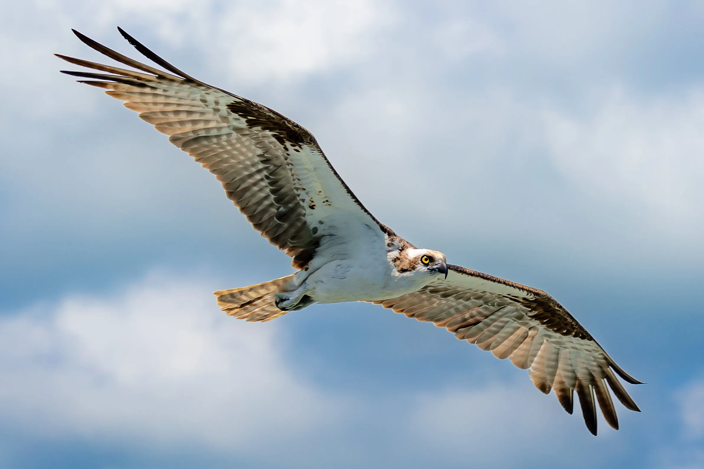 An osprey flying in the sky with clouds in the background, Ft. Lauderdale, FL. 