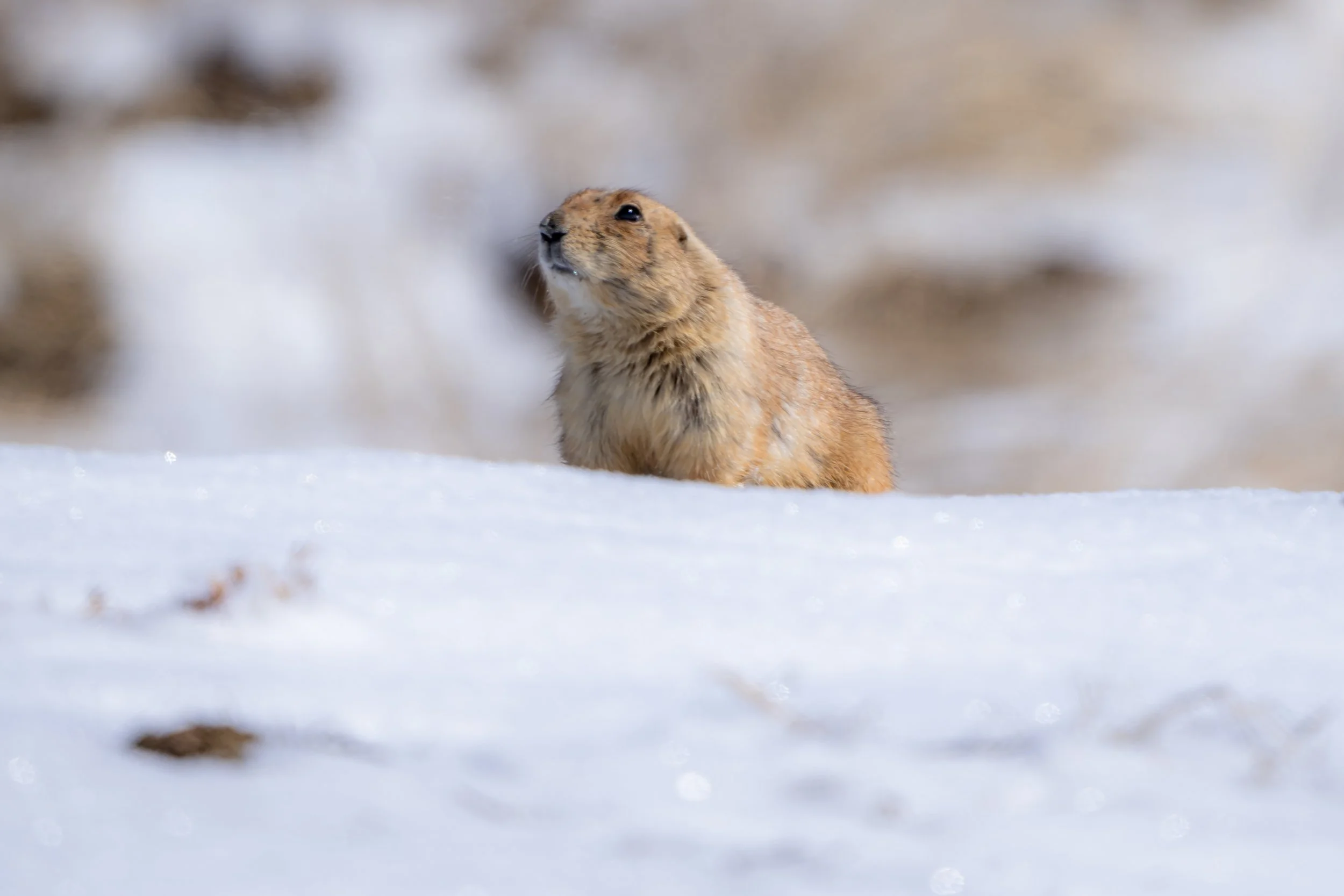 A prairie dog standing upright on snow-covered ground in a winter landscape.