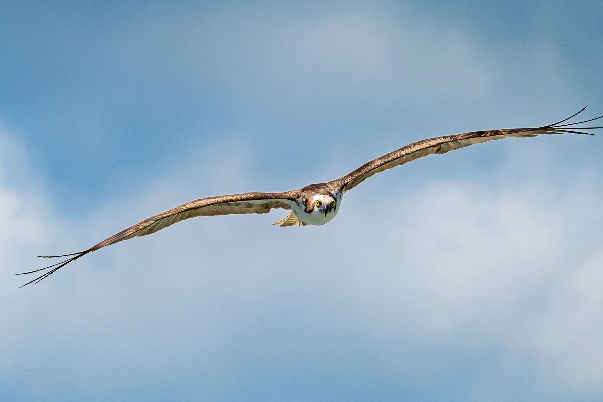 An osprey bird flying in the sky with its wings spread wide in Ft Lauderdale, FL. 