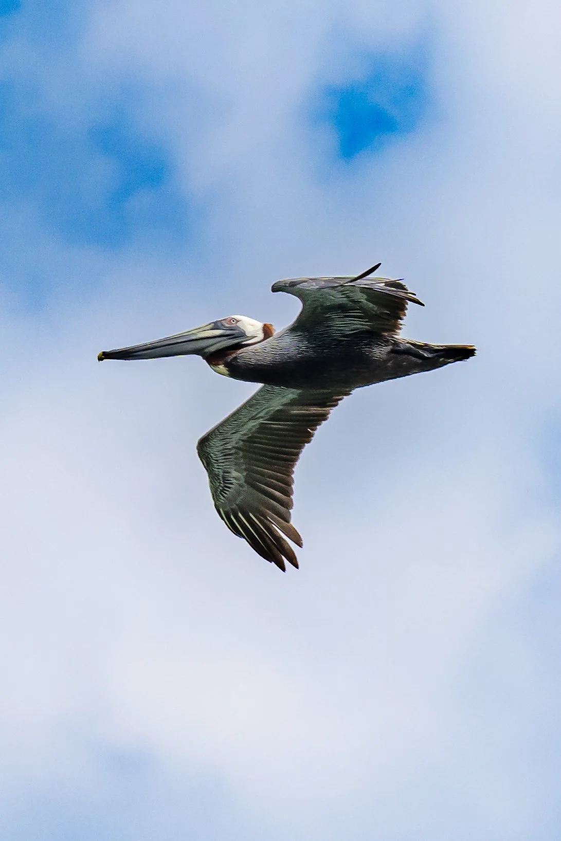 A pelican flying in a blue sky with some clouds.