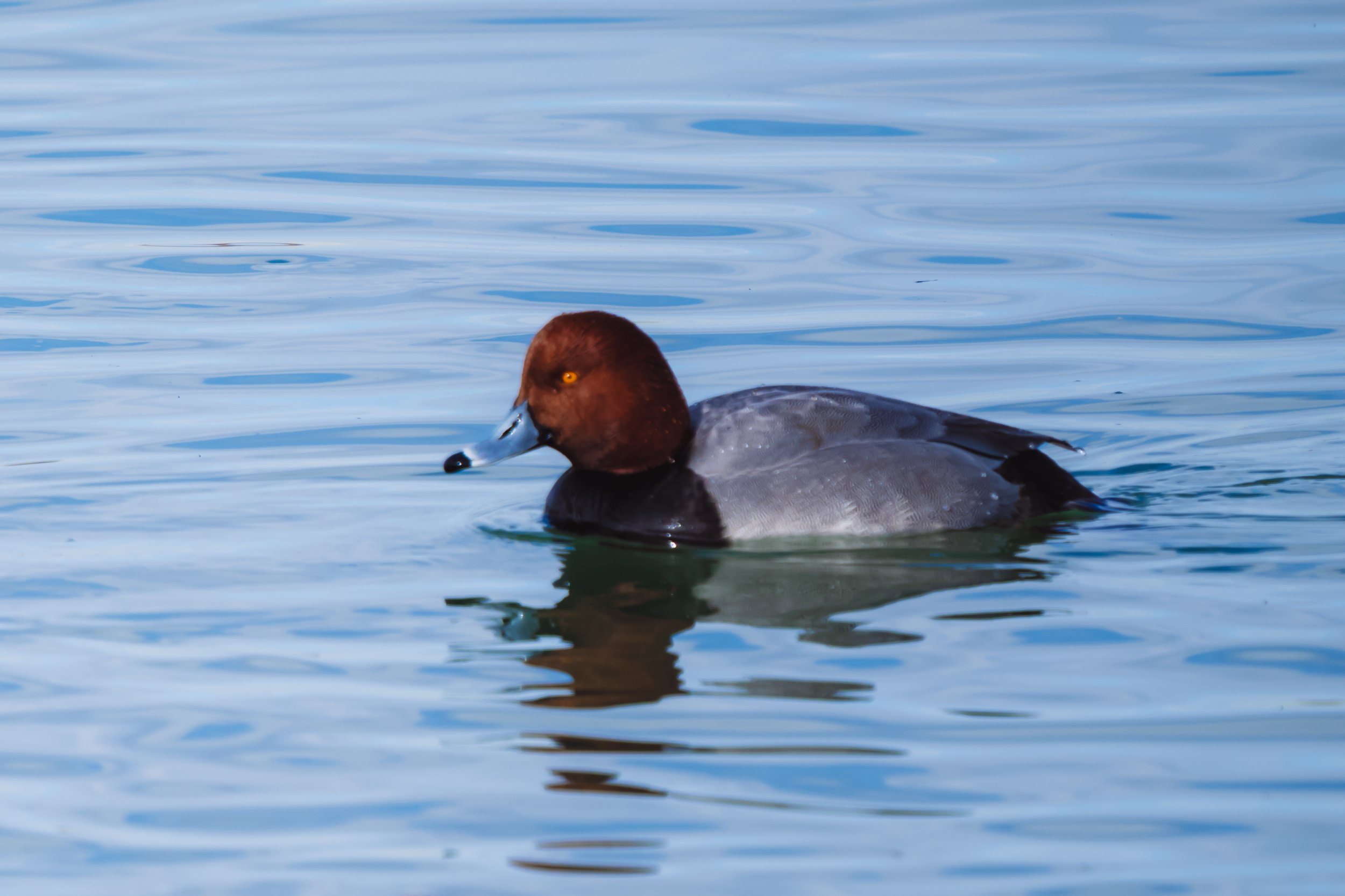 Close-up of a duck swimming in the water, with a brown head, yellow eyes, and gray body, reflecting in the rippling water.