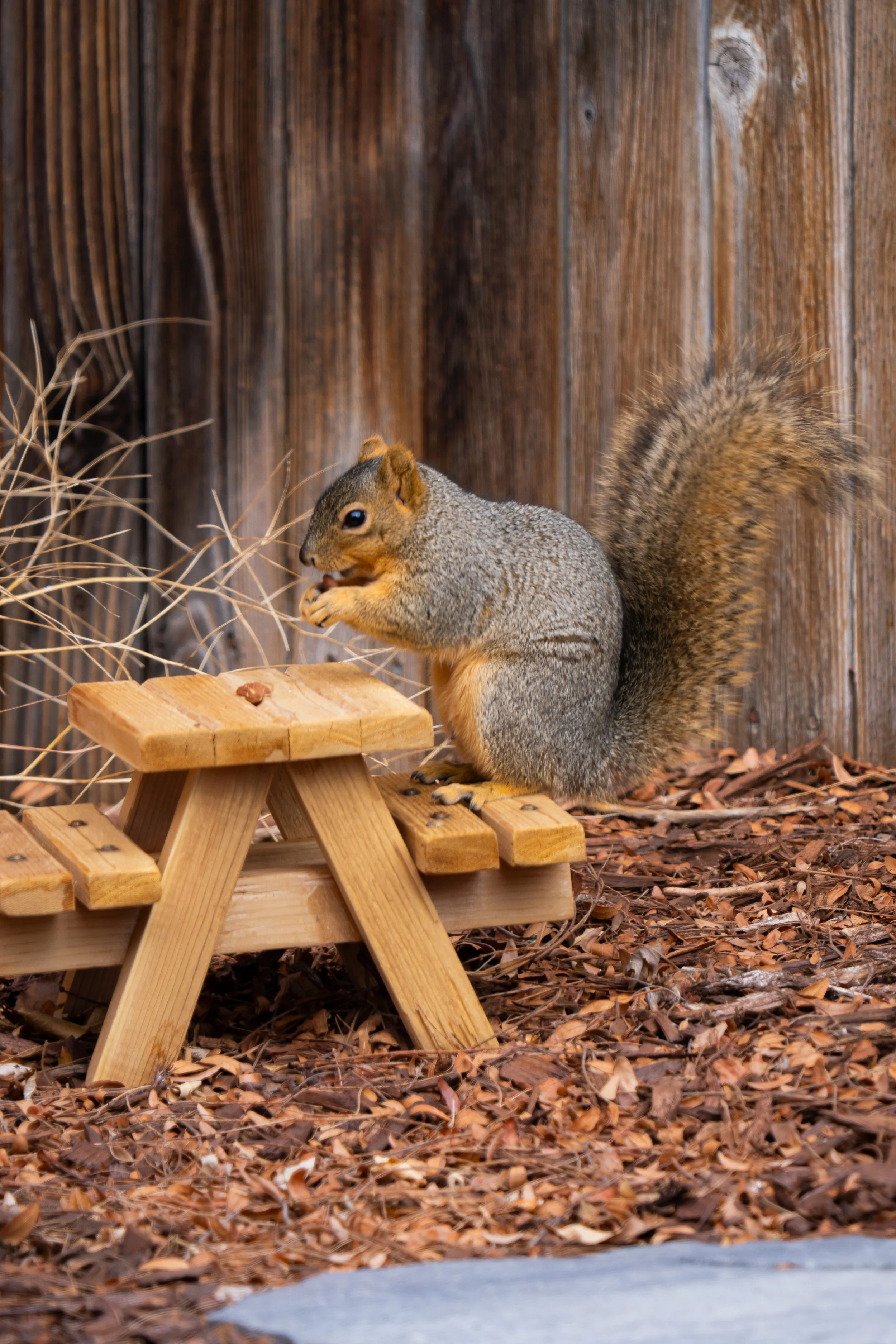 Squirrel sitting on a small wooden bench, eating a nut in a natural outdoor setting with leaves on the ground and a wooden fence in the background.