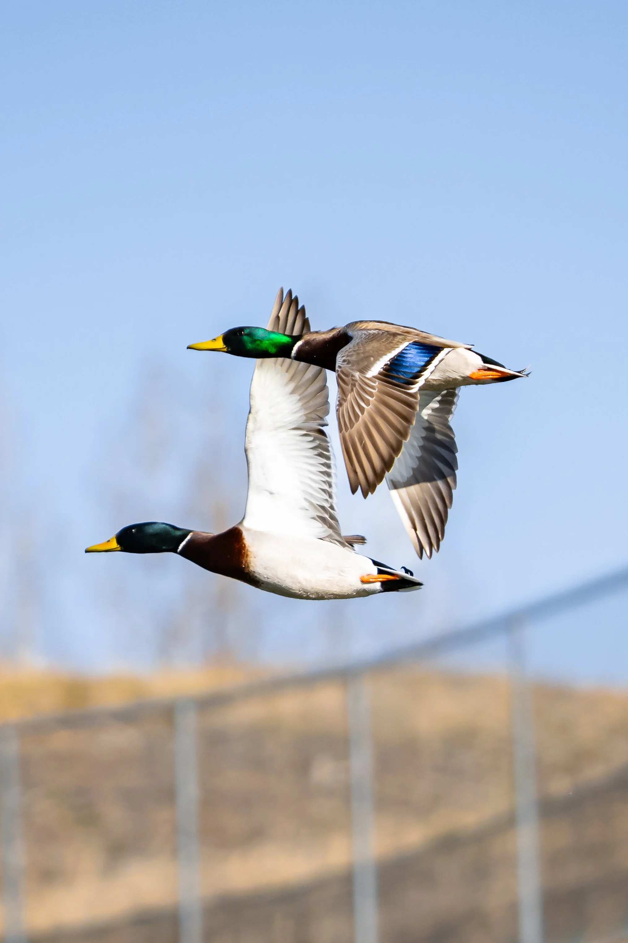 Three mallard ducks flying in the sky during daytime.