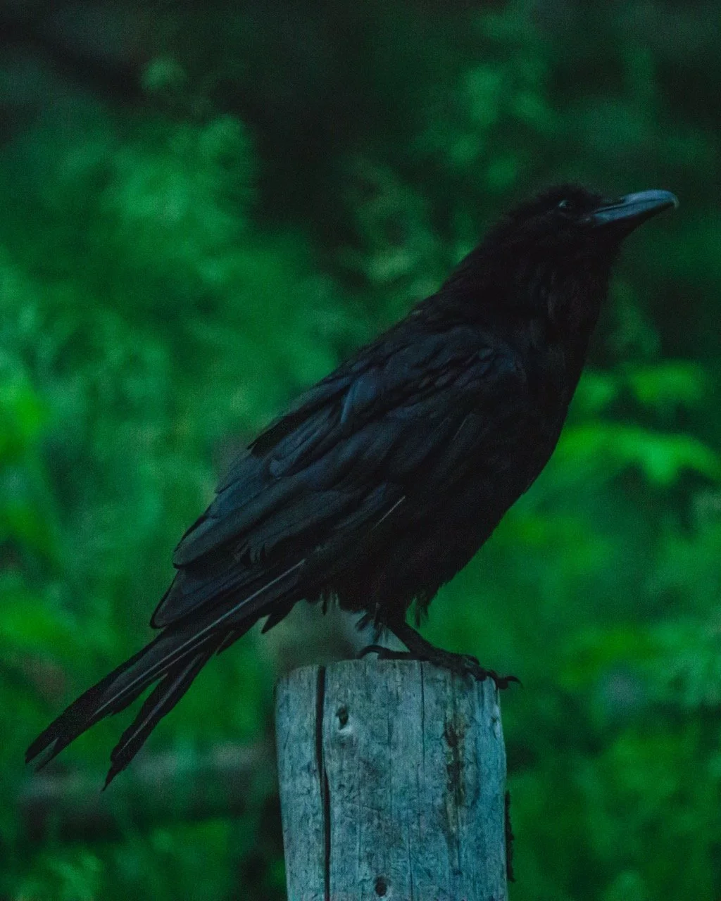 A raven perched on a weathered wooden post with a blurred green background.