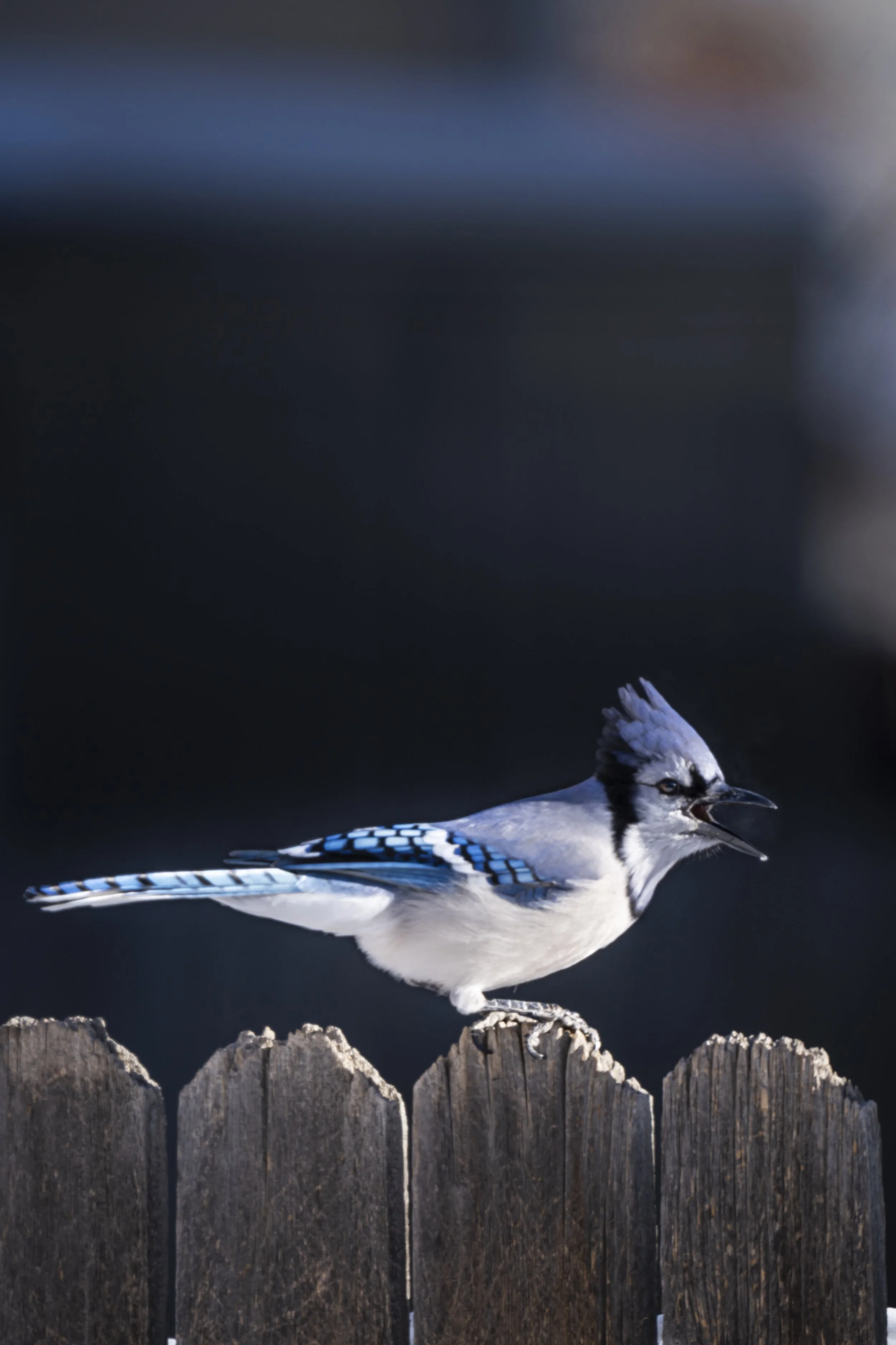 A blue jay bird standing on a wooden fence with its beak open.
