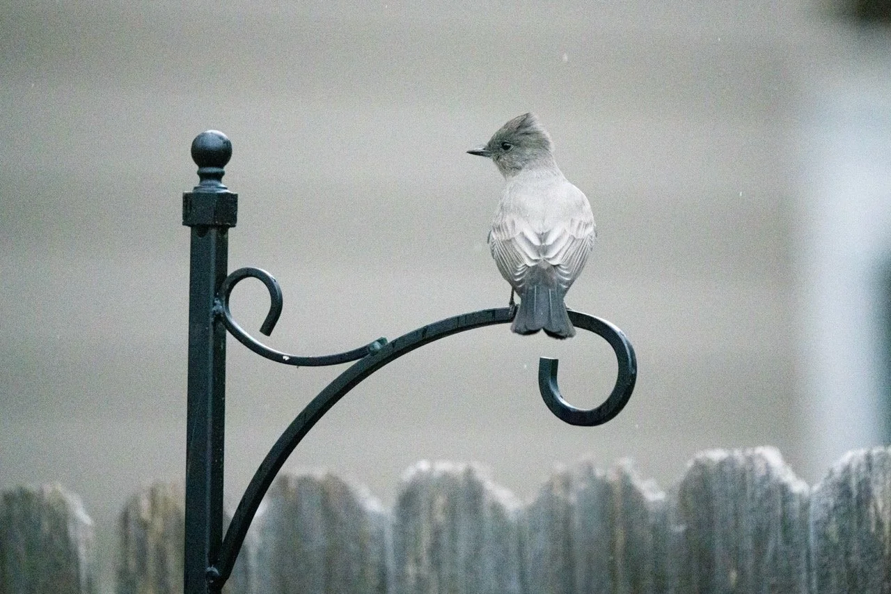 A small gray bird perched on a black metal fence with a wooden fence in the background.