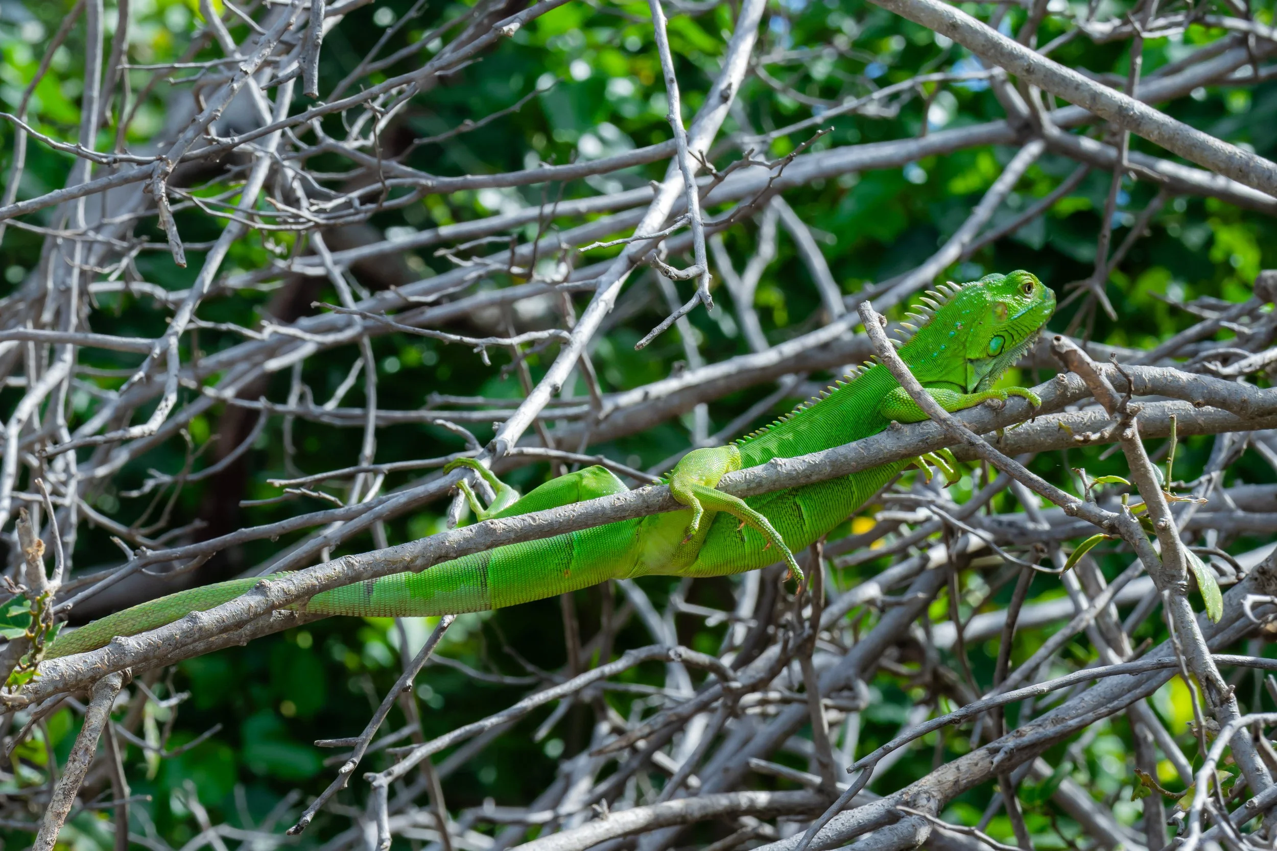 A green iguana resting on a tree branch in St. Croix amidst gray twigs and green foliage.