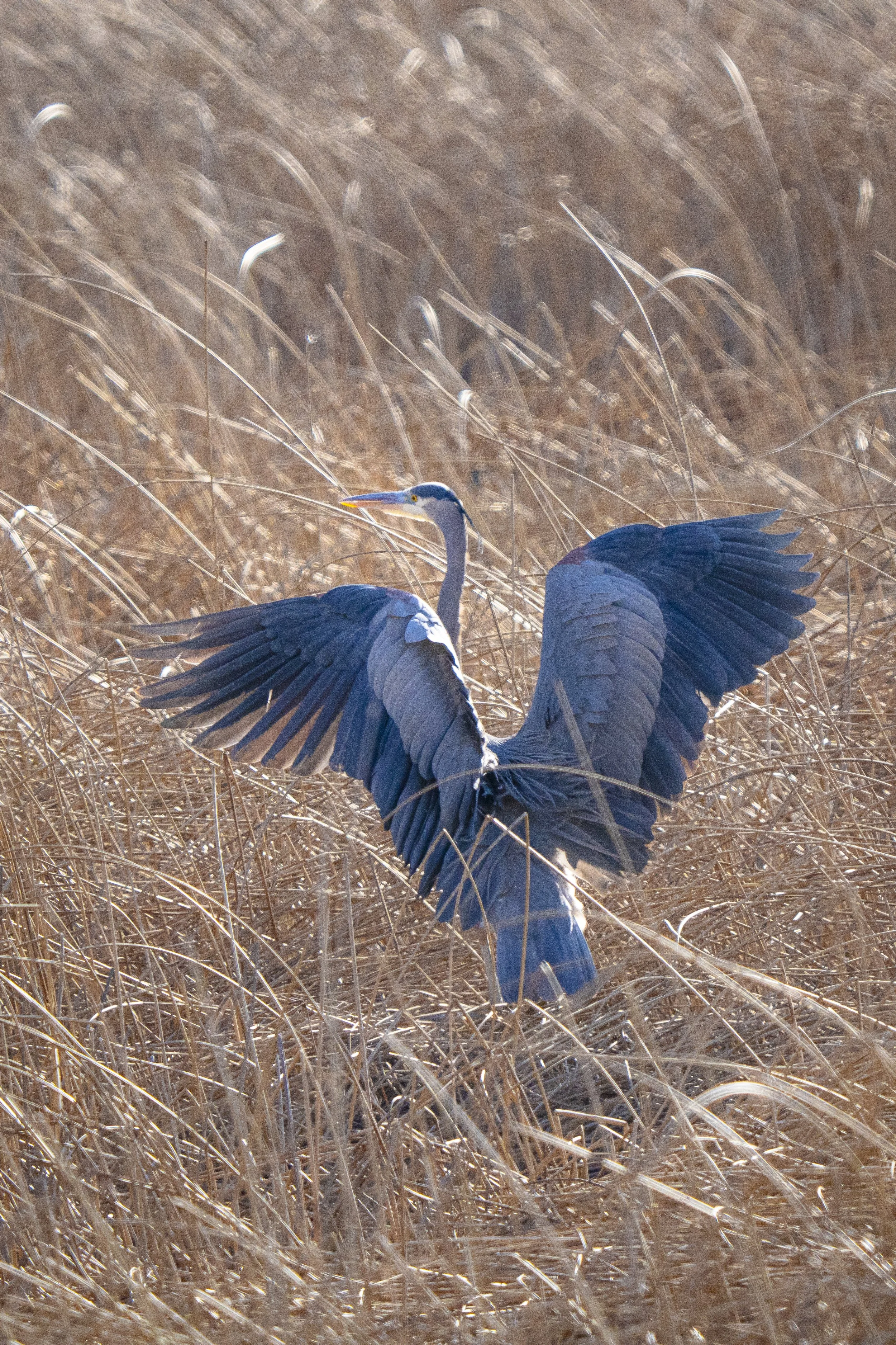 A heron with outstretched wings standing in tall, dry grass.