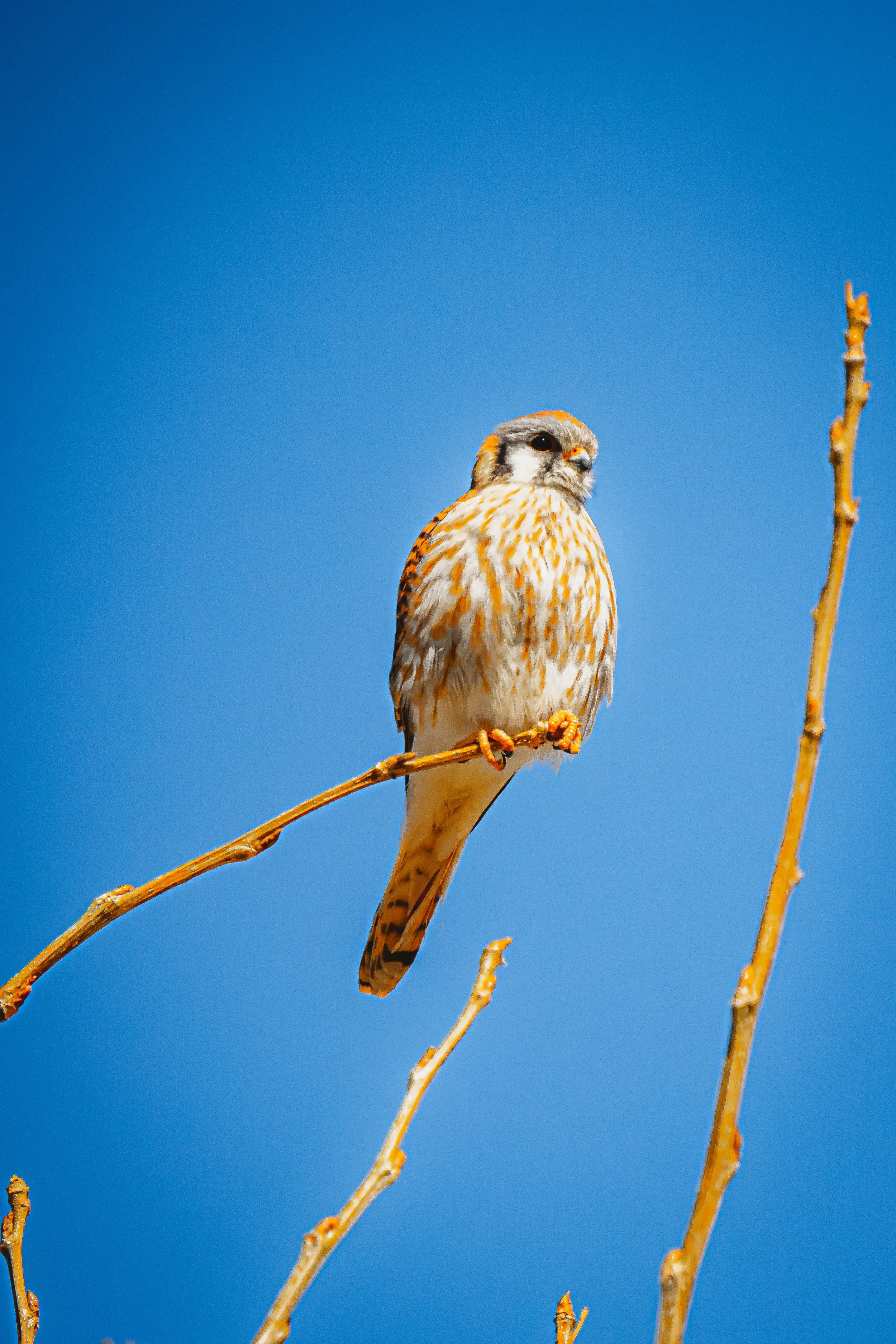An American Kestrel perched on a thin branch against a clear blue sky in Westminster, CO