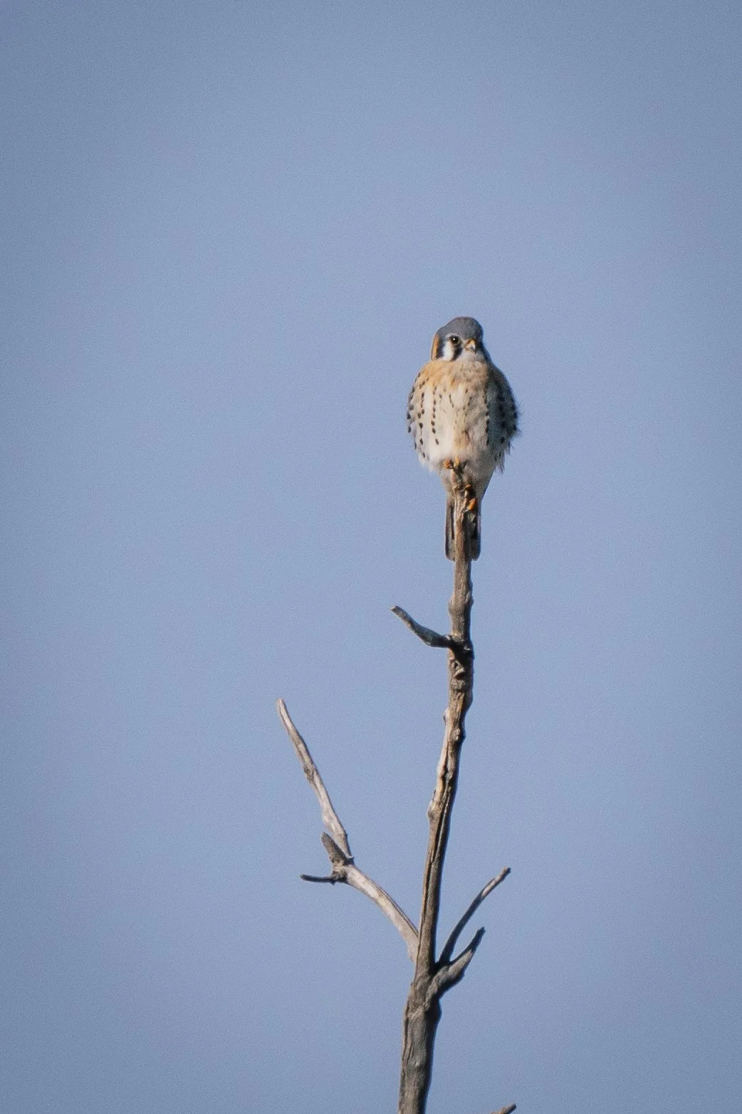 An American Kestrel perched on top of a bare, leafless branch against a clear, blue sky.