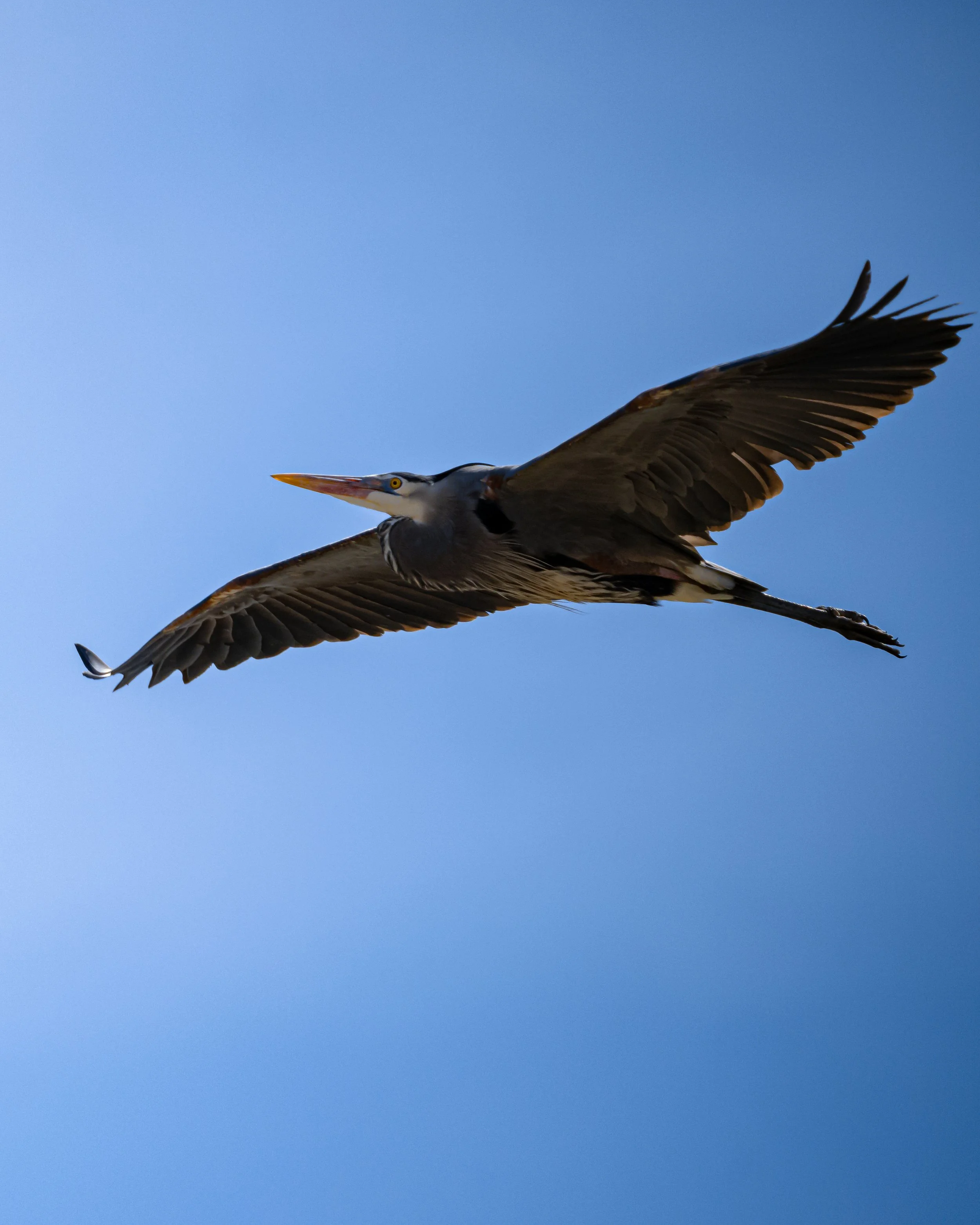 A heron flying in a blue sky with its wings spread wide.