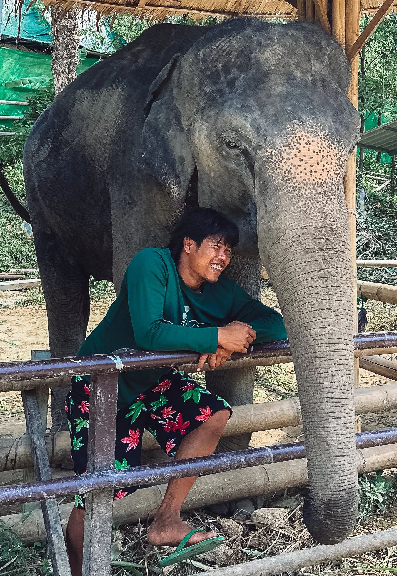 A man in a green shirt and floral shorts laughing and hugging an elephant behind a wooden fence in a jungle setting.
