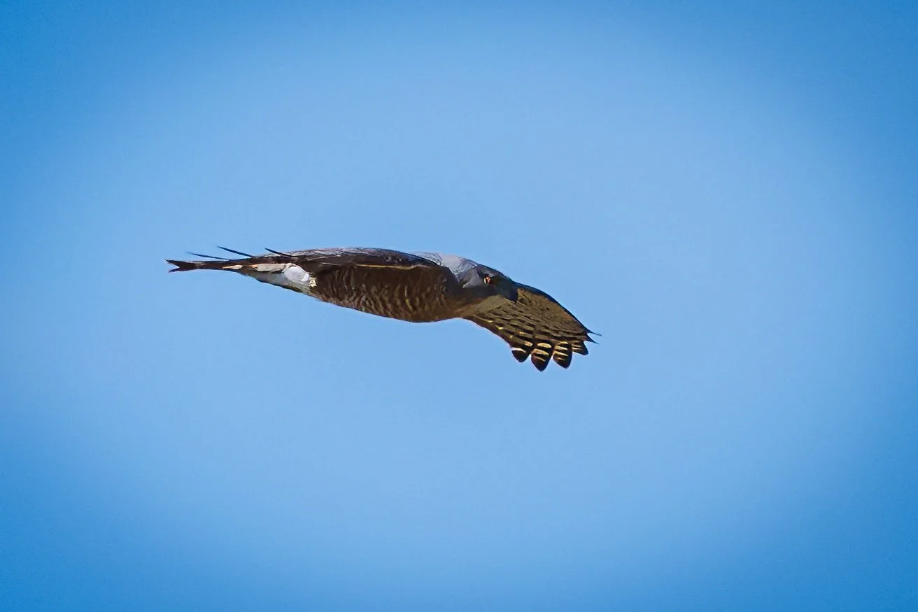 A falcon in a clear blue sky.
