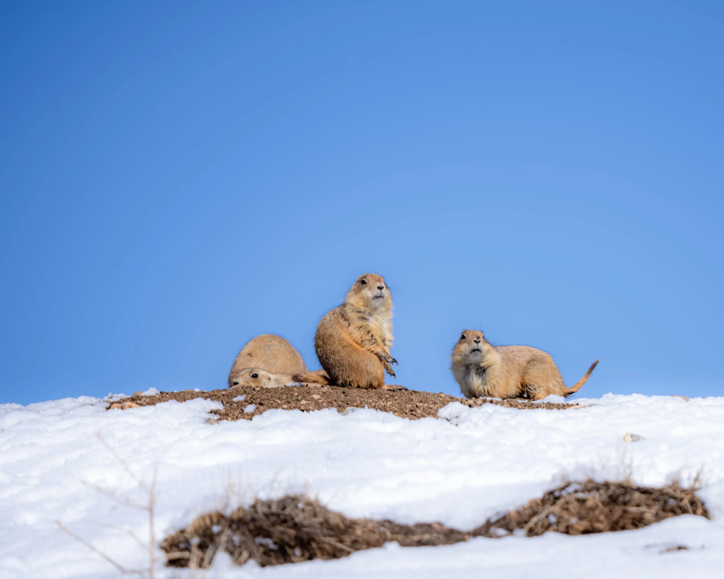 Three prairie dogs on a mound of snow and dirt against a clear blue sky.