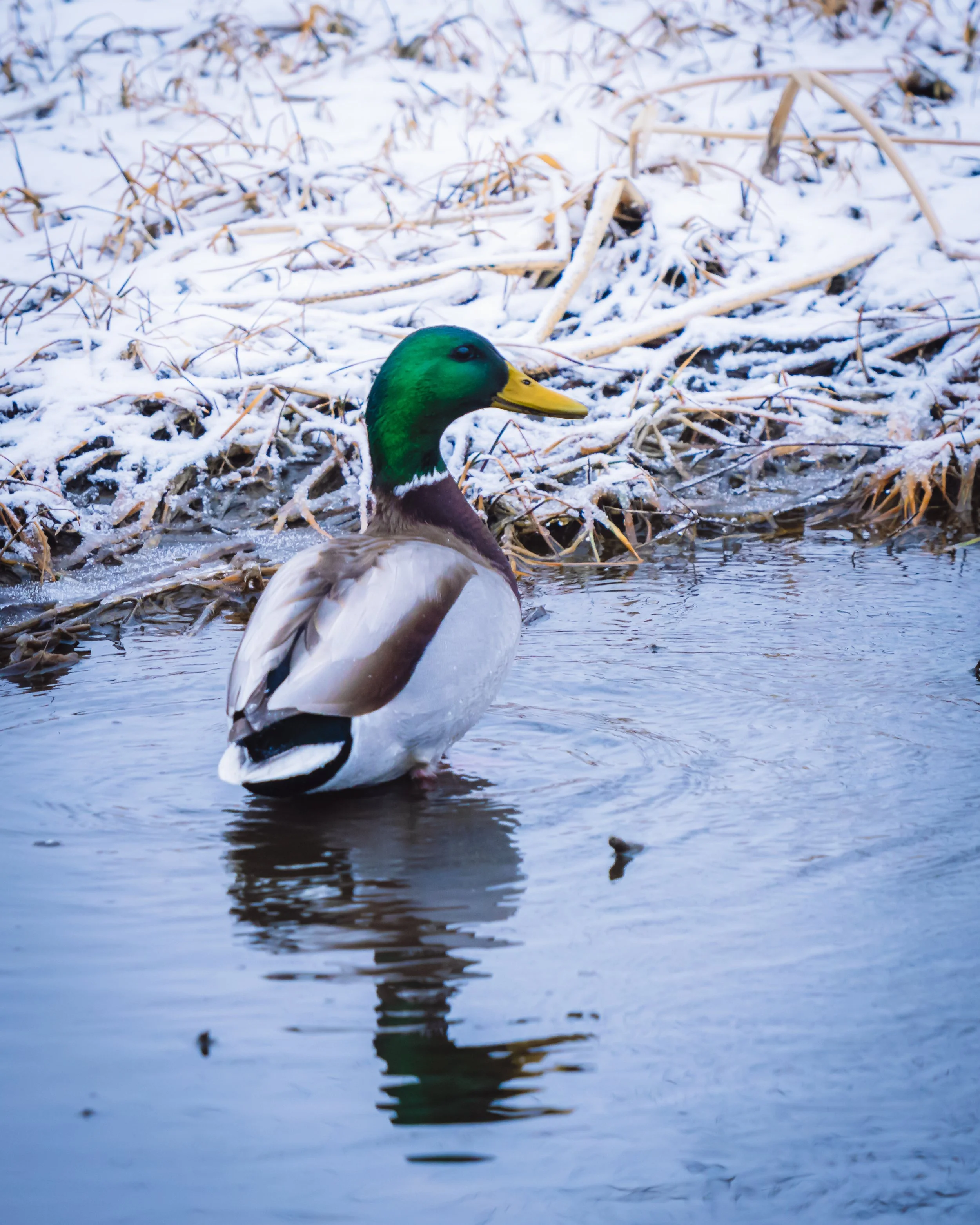 A male mallard duck with a green head and yellow bill swimming in a partially frozen pond surrounded by snow-covered grass and reeds.