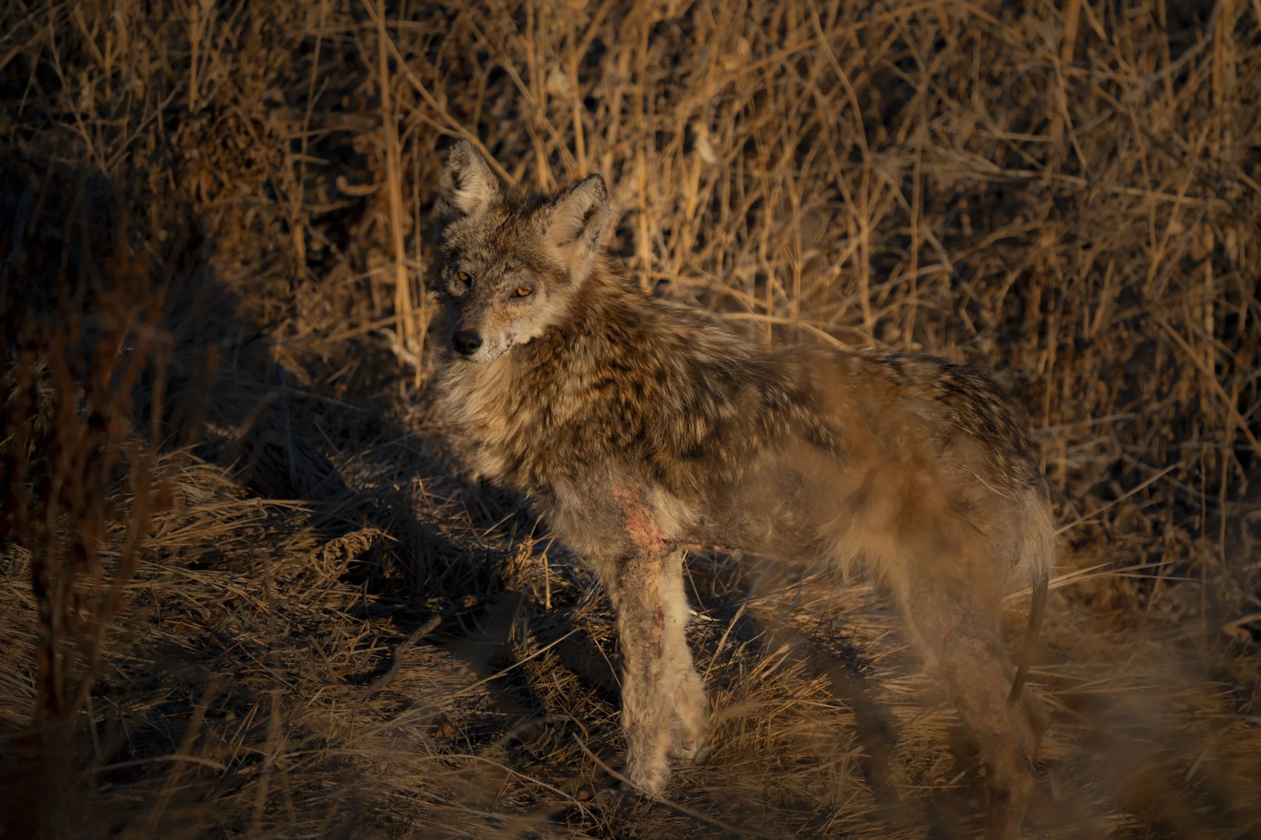 A coyote standing in tall dry grass with a wound on its leg, looking towards the camera in a natural setting at sunset.