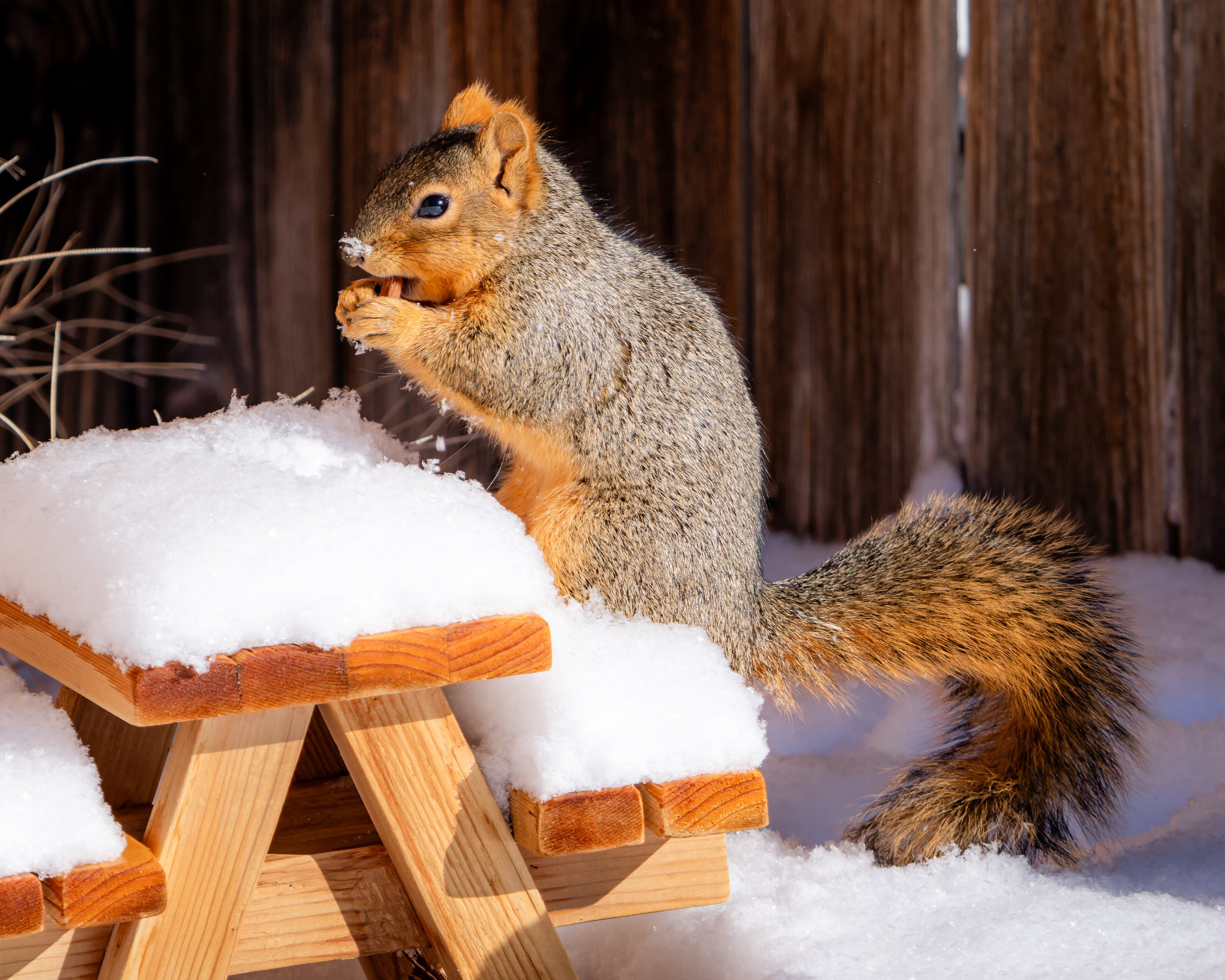 Squirrel sitting on a small wooden bench in the snow, eating a nut, with a dark wooden fence in the background.
