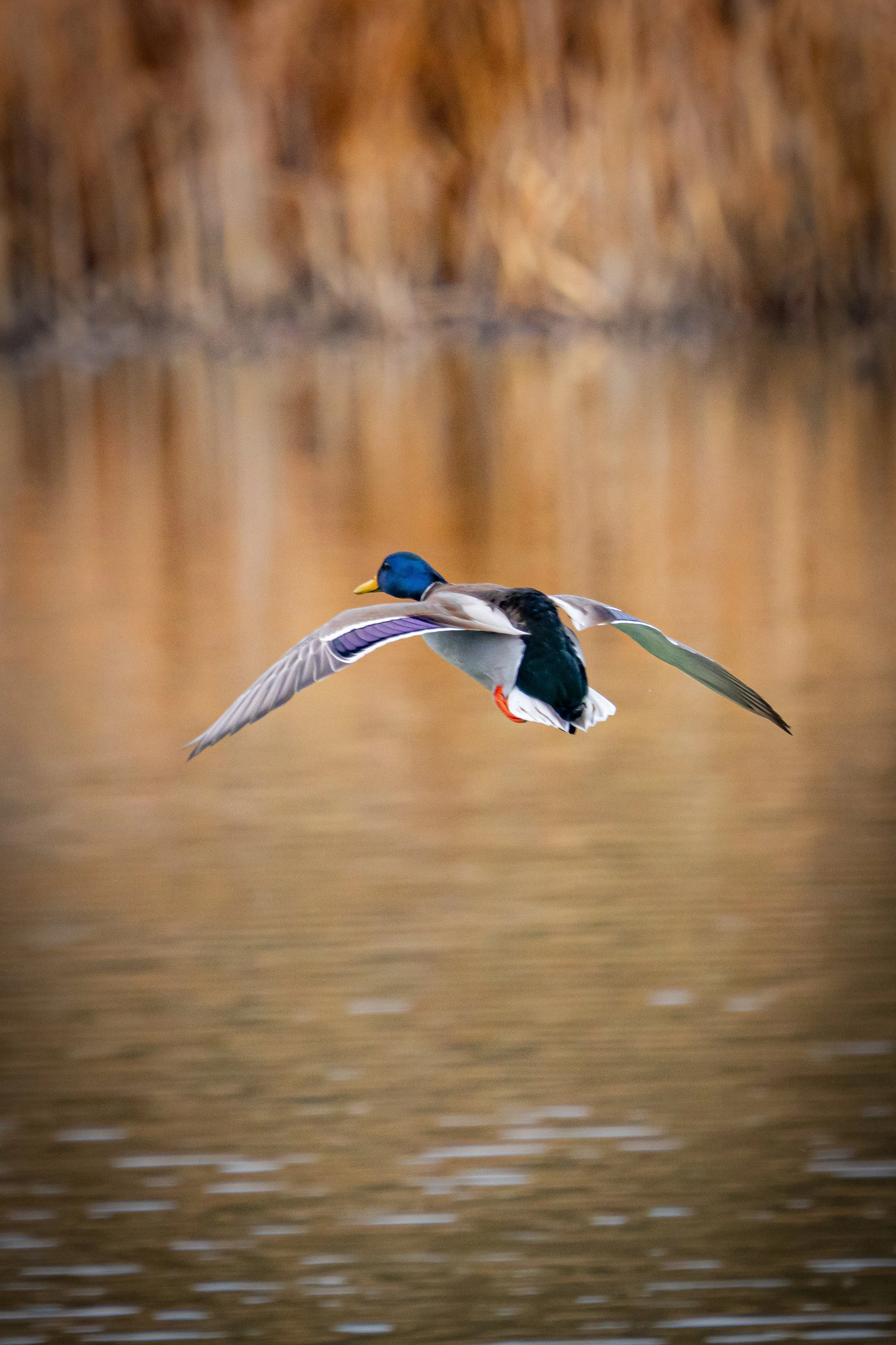 A duck flying over a body of water with a blurry background of brown reeds or grass.