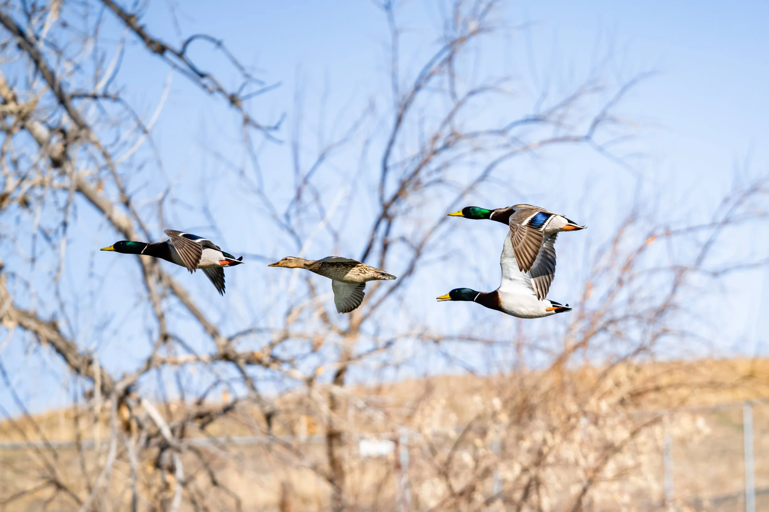 Four ducks flying in the sky against a backdrop of leafless trees and a clear blue sky.