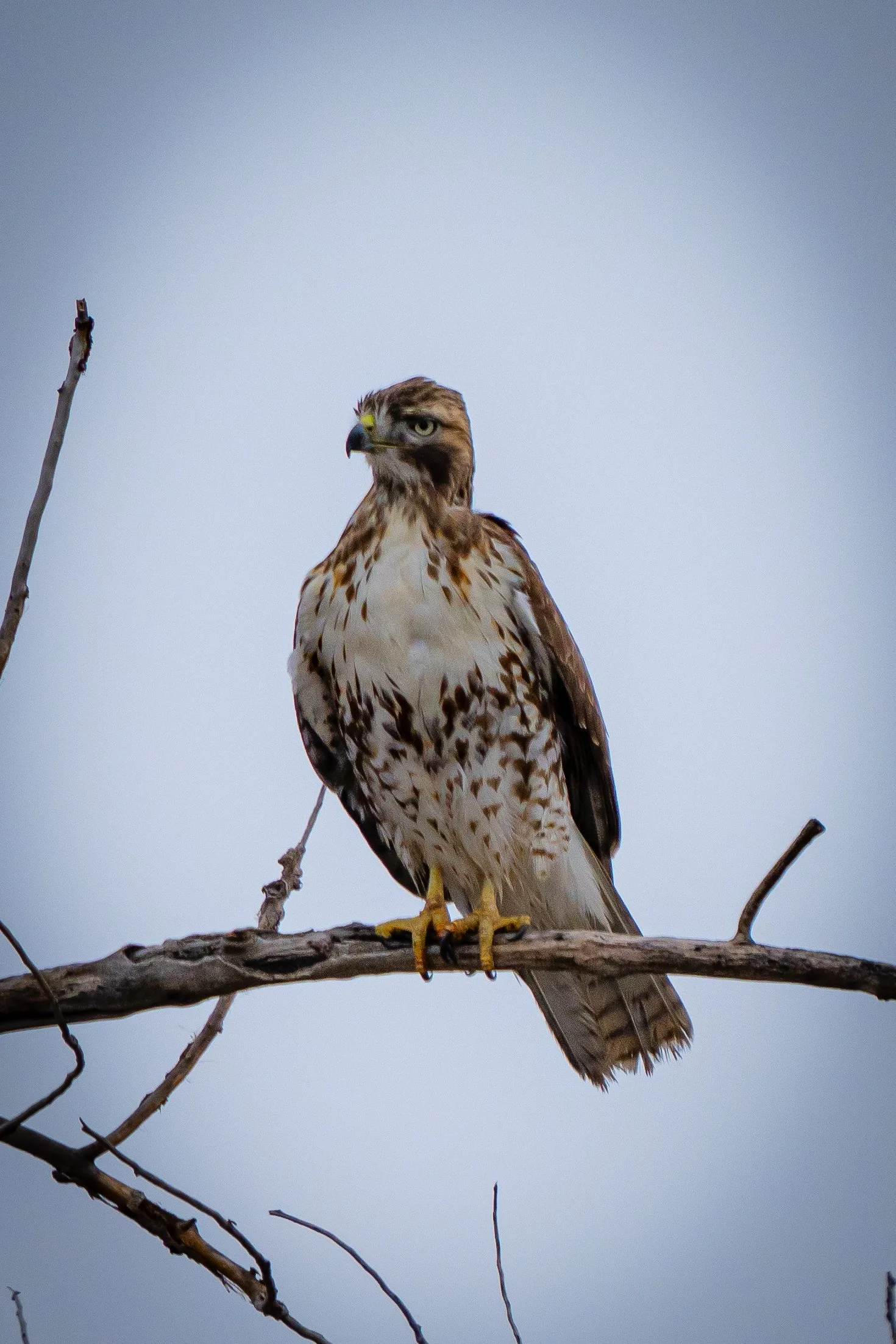 A hawk perched on a branch against a plain sky.