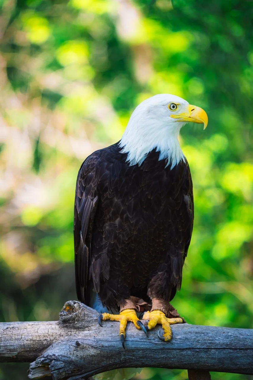 A bald eagle perched on a tree branch with a blurred green foliage background.