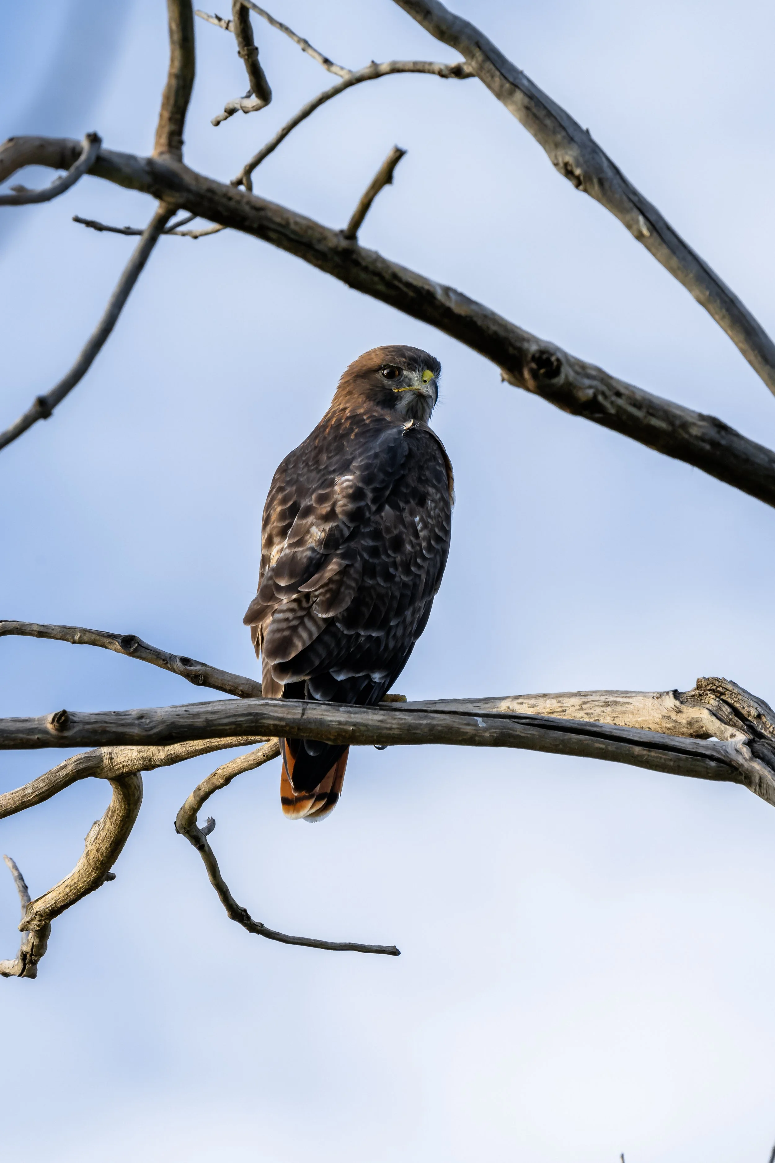A bird of prey perched on a bare tree branch against a cloudy sky background.
