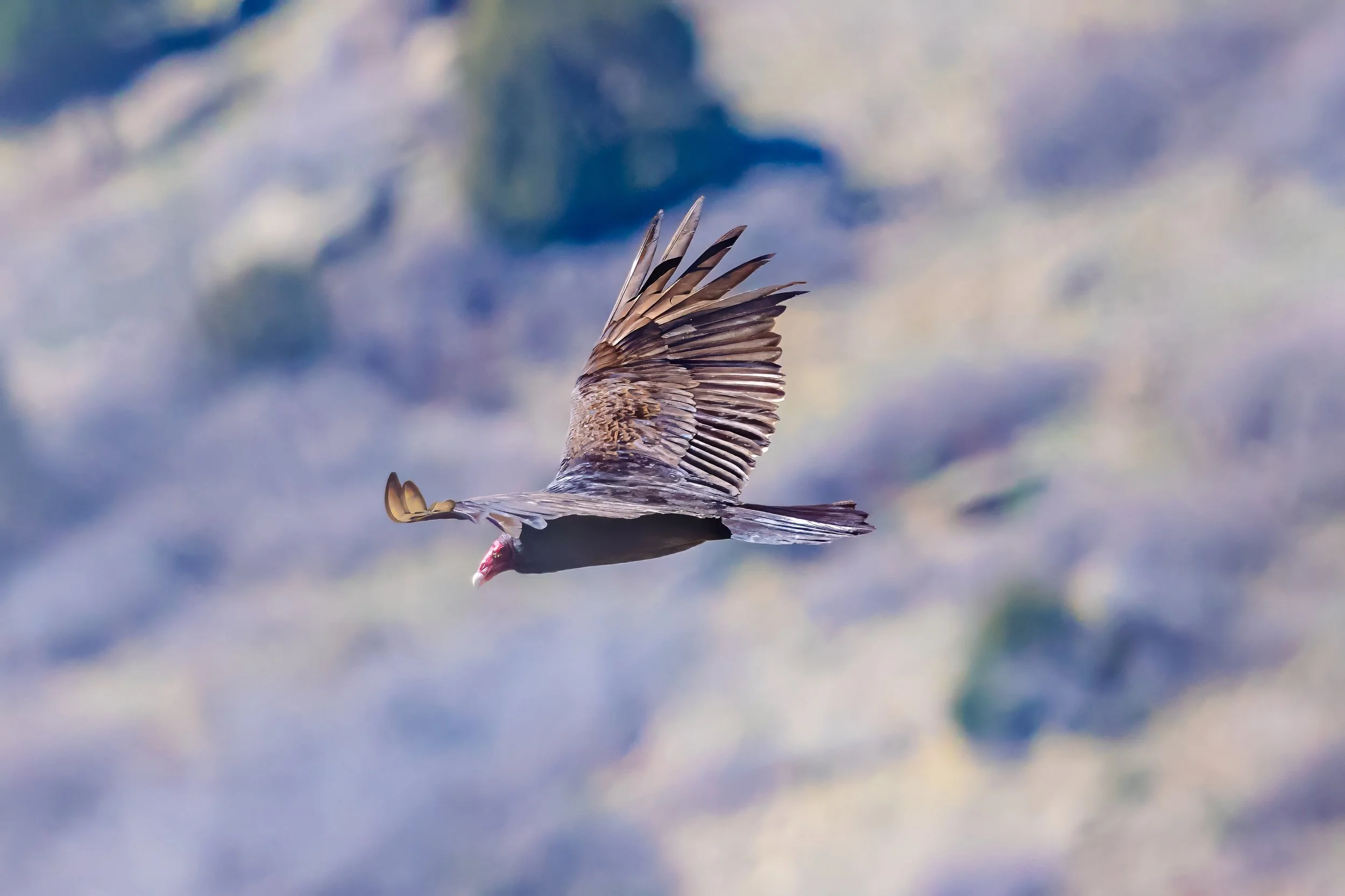 Looking down on a vulture flying over rocky terrain in Golden, CO. 