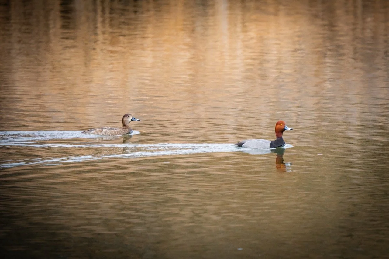 A pair of ducks swimming on a calm body of water with a warm, reflective surface.