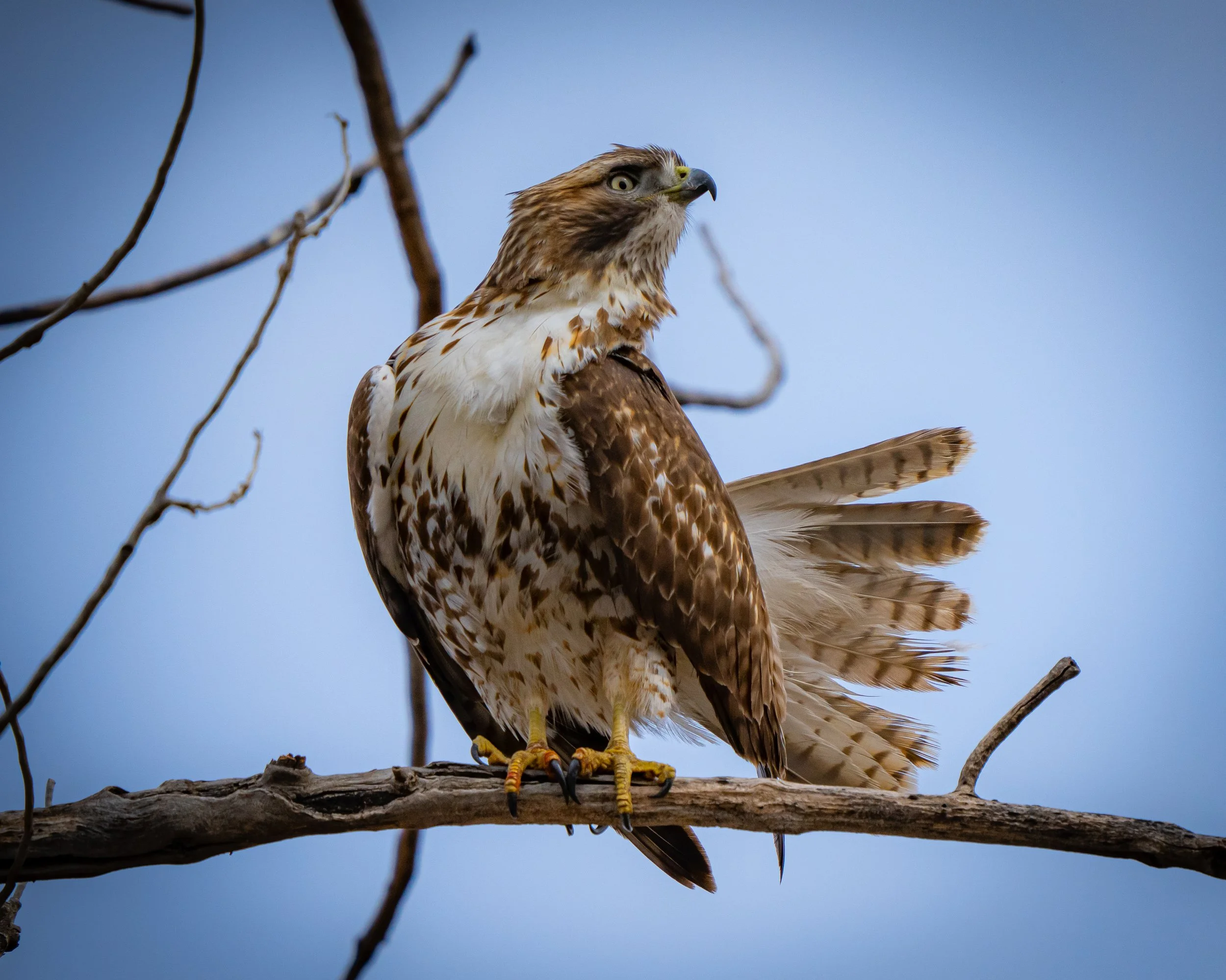 A hawk perched on a tree branch with a blue sky background.
