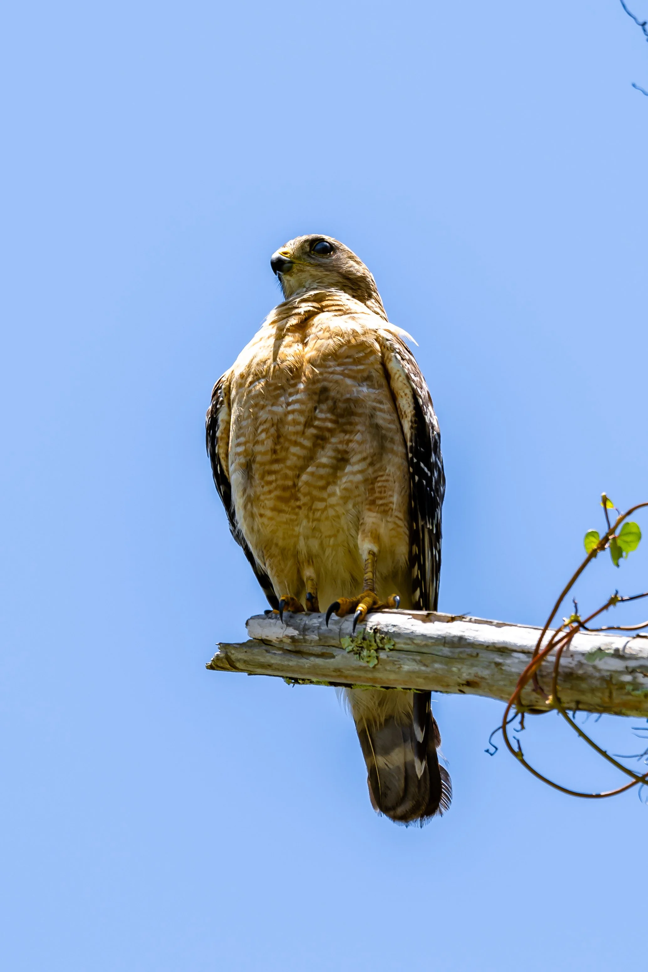 A hawk perched on a branch against a clear blue sky.
