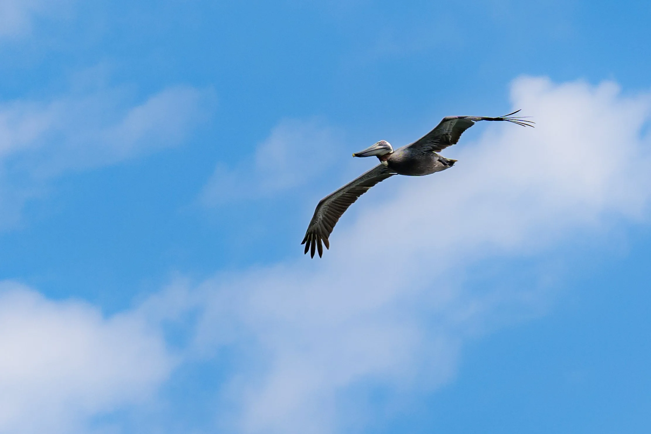 A pelican flying in the sky with clouds.