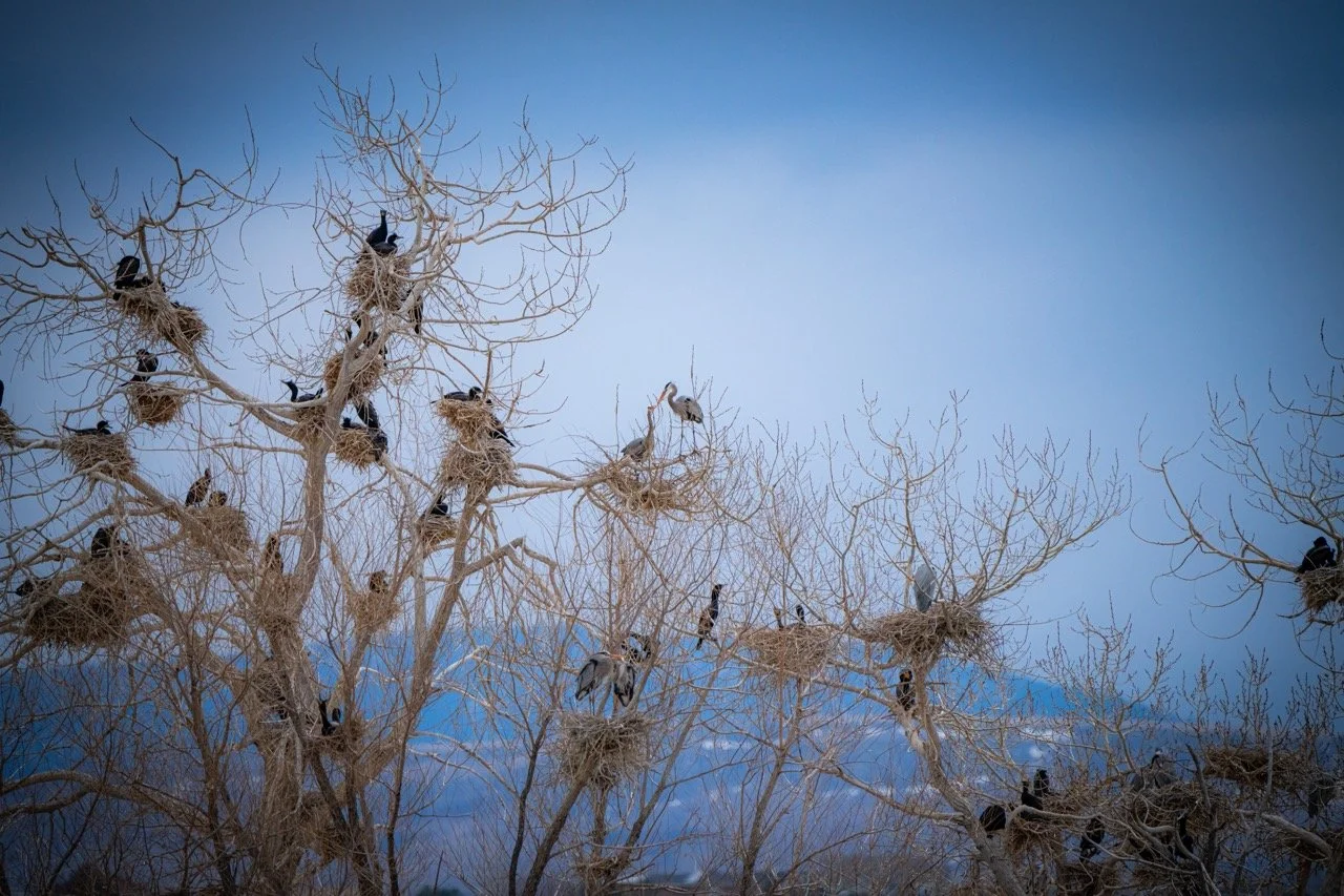 A leafless tree with multiple nests, some occupied by black birds, under a clear blue sky in Standley Lake State Park, CO.