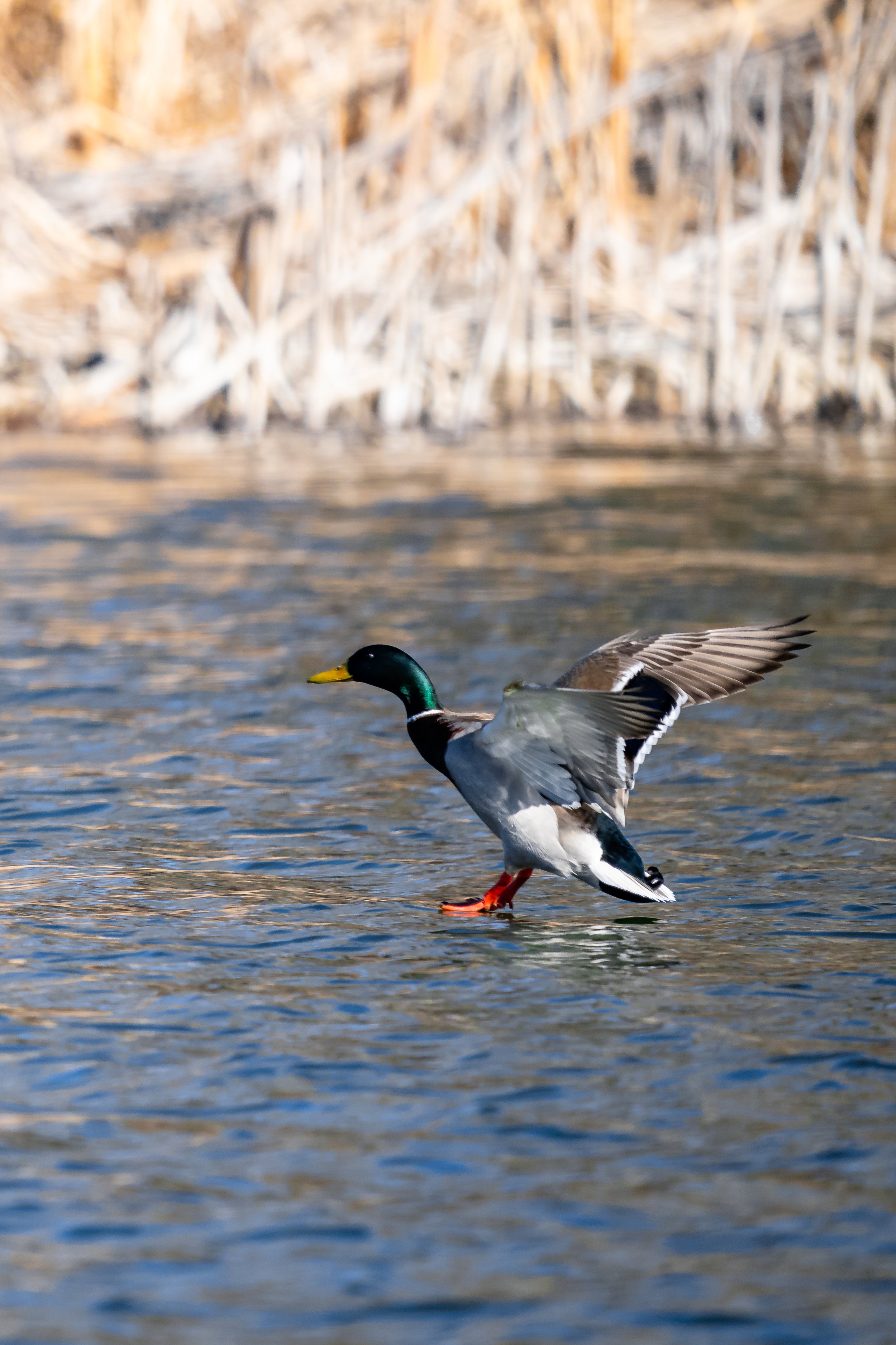 A mallard duck with a green head and yellow beak landing on water near a marshy shoreline with dried grasses.