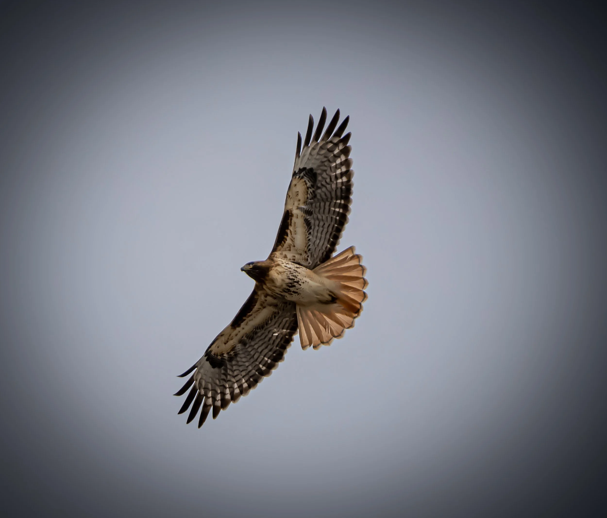 A hawk flying in the sky with wings spread wide, displaying detailed feather patterns, Broomfield, CO