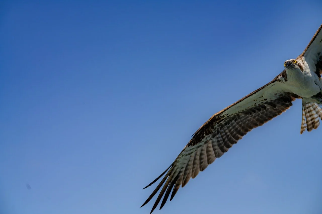 Osprey flying in clear blue sky with wings spread wide in Ft Lauderdale, FL. 