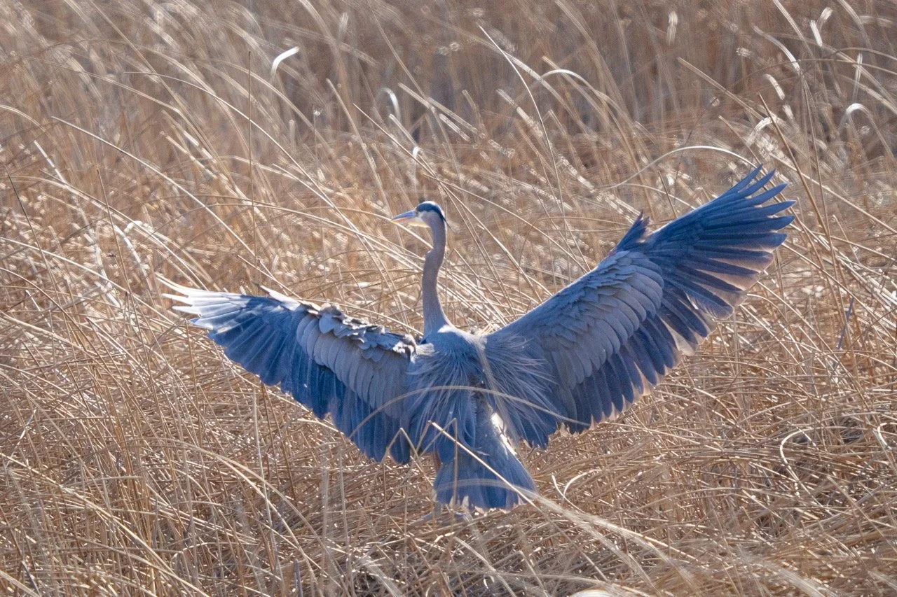 A heron with outstretched wings standing in a field of dry, brown grass.