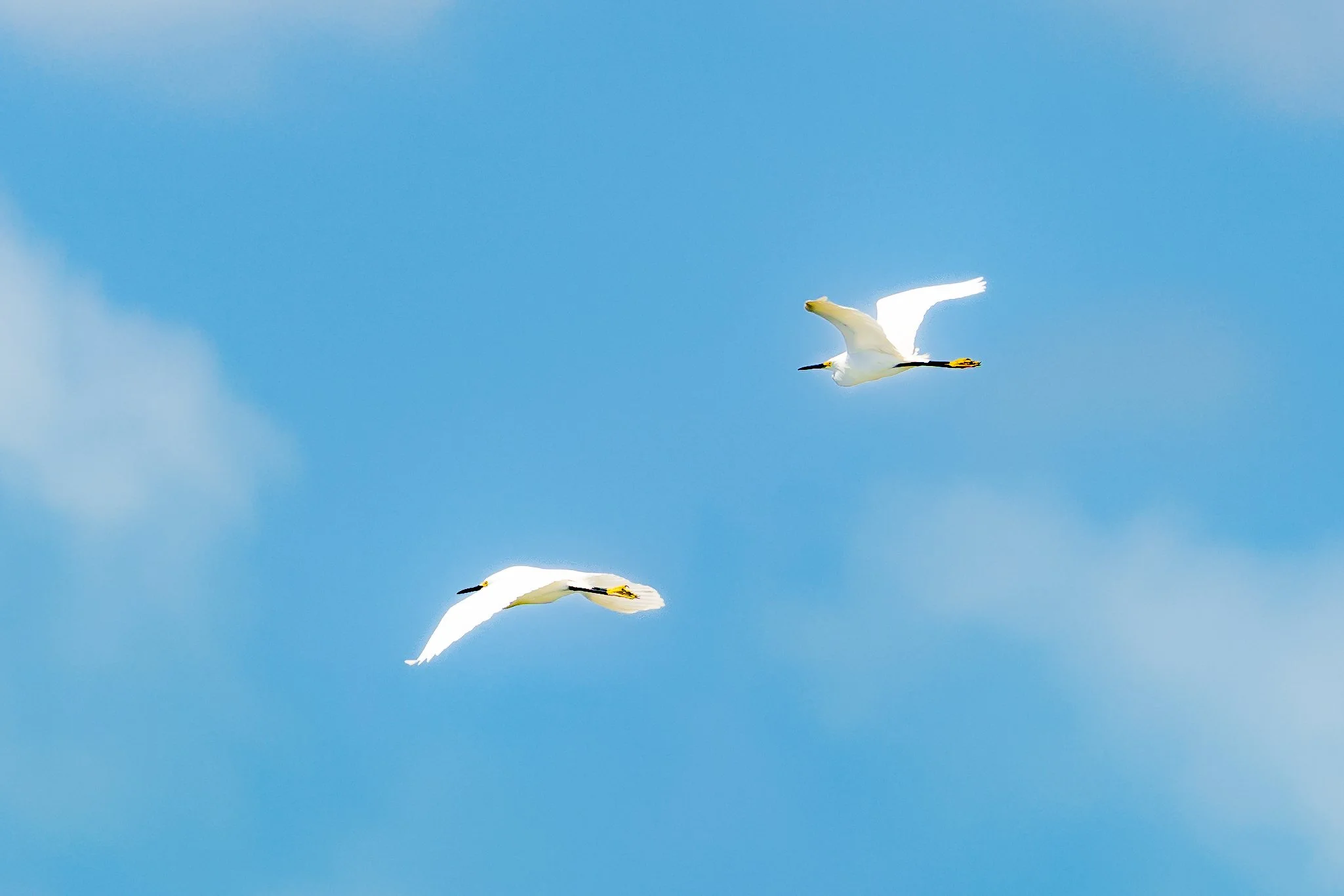Two white swans flying in a blue sky.