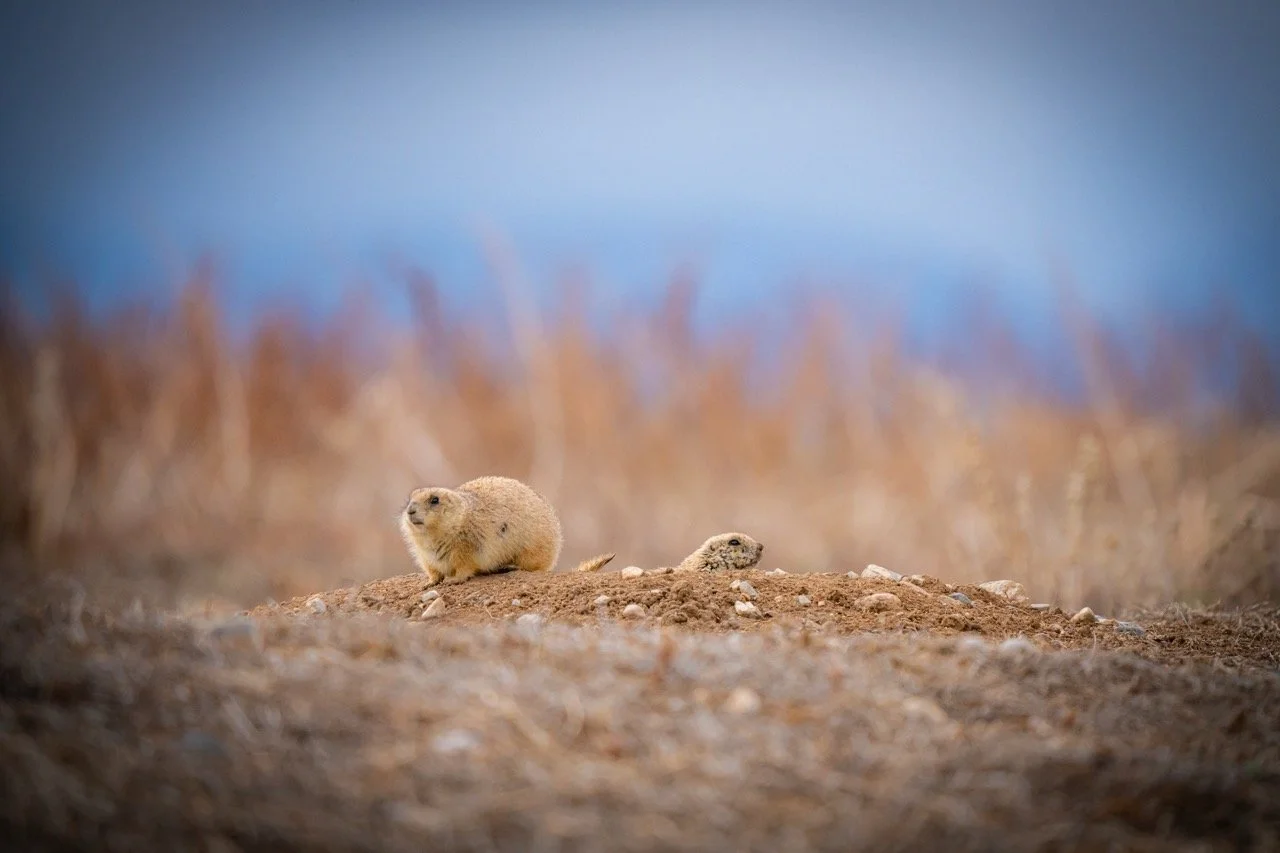 Two ground squirrels standing and lying on dirt ground with blurred grass and blue sky in the background.