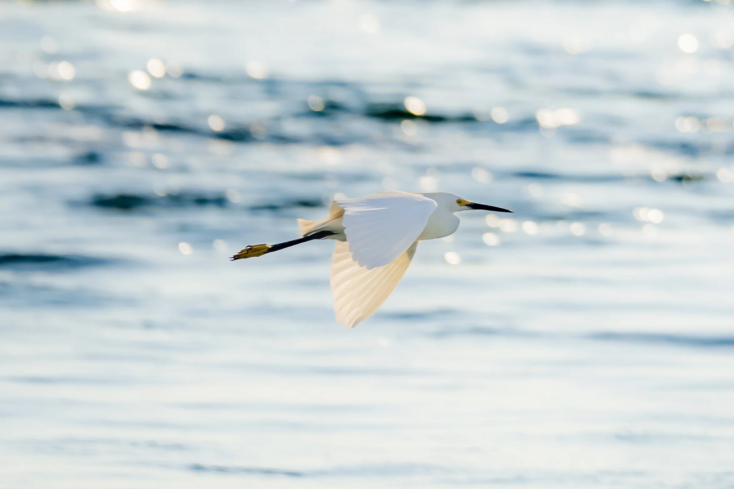 A white heron flying over a body of water with gentle waves and sunlight reflections.