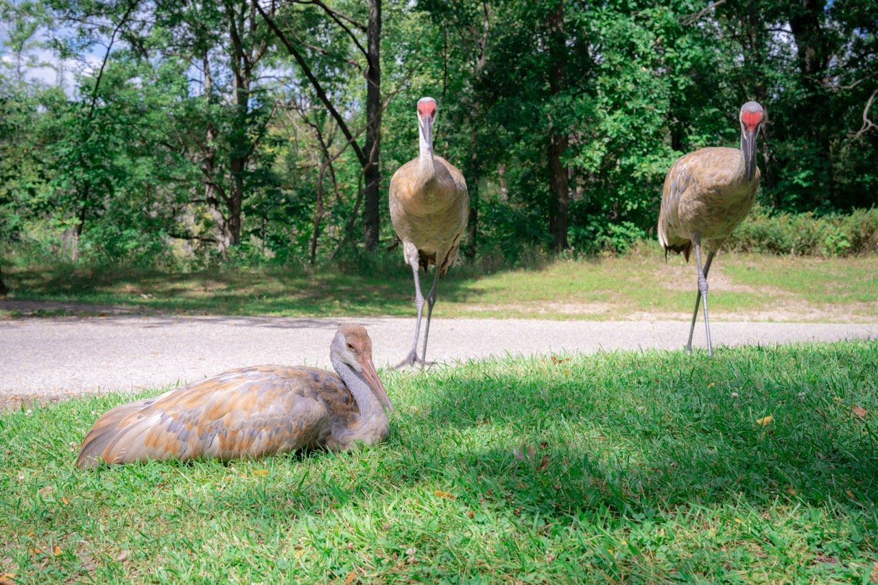 Three sandhill cranes in a grassy area near a gravel path, with trees and green foliage in the background at Kensington State Park, MI.