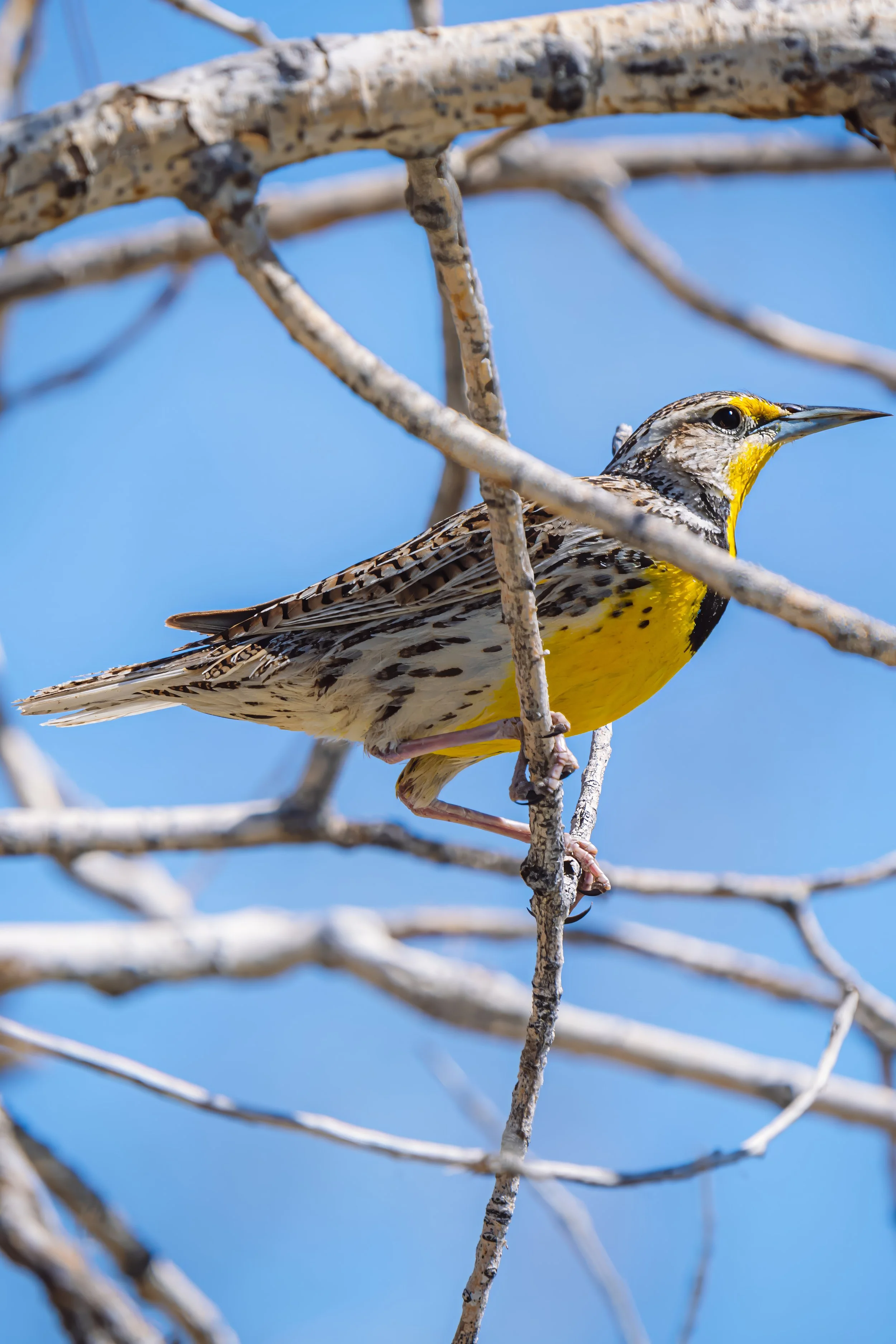 A yellow and black bird perched on a thin branch among leafless trees against a clear blue sky.
