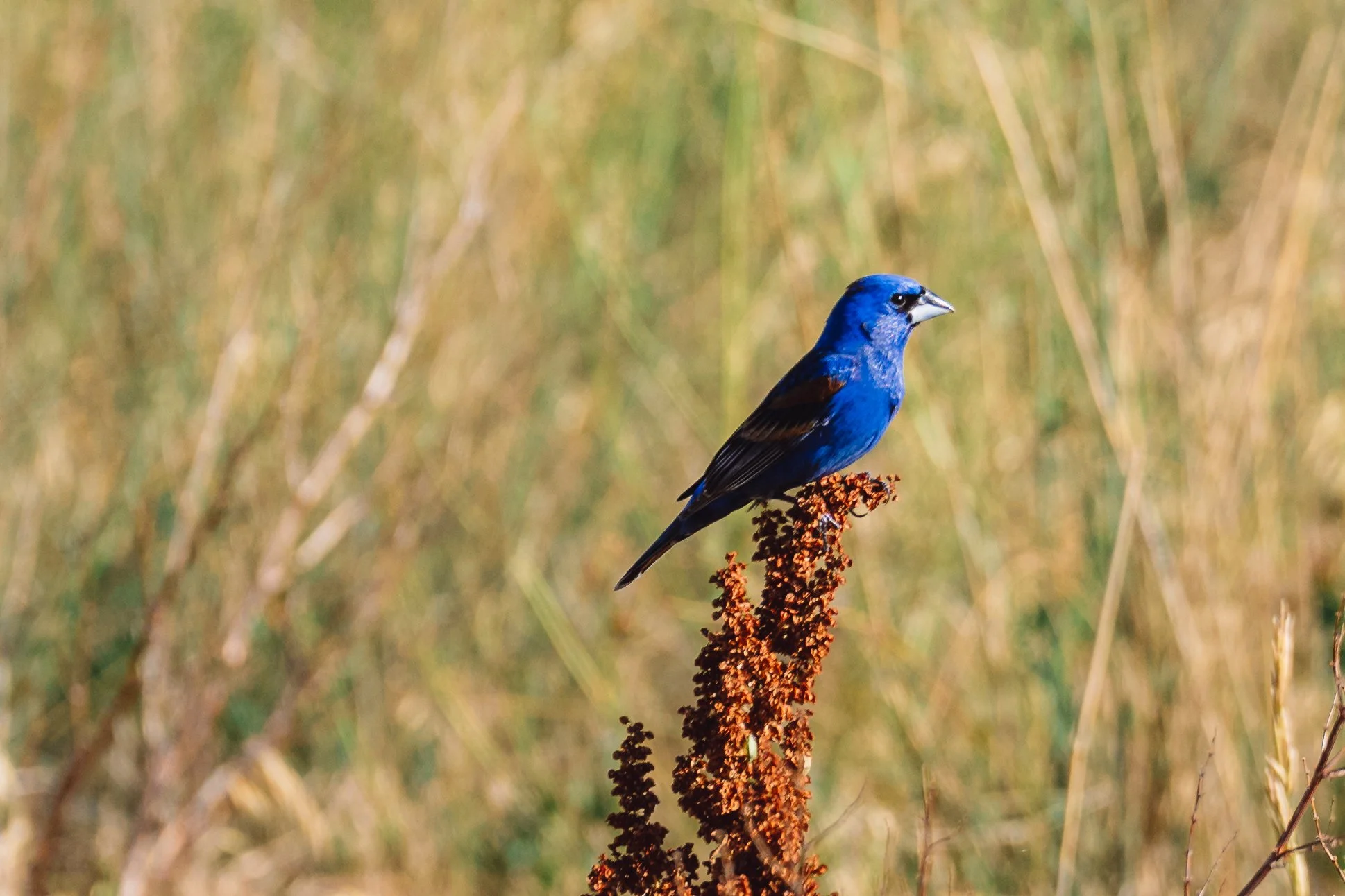 A blue bird with dark wings perched on a reddish-brown plant stalk in a grassy field.