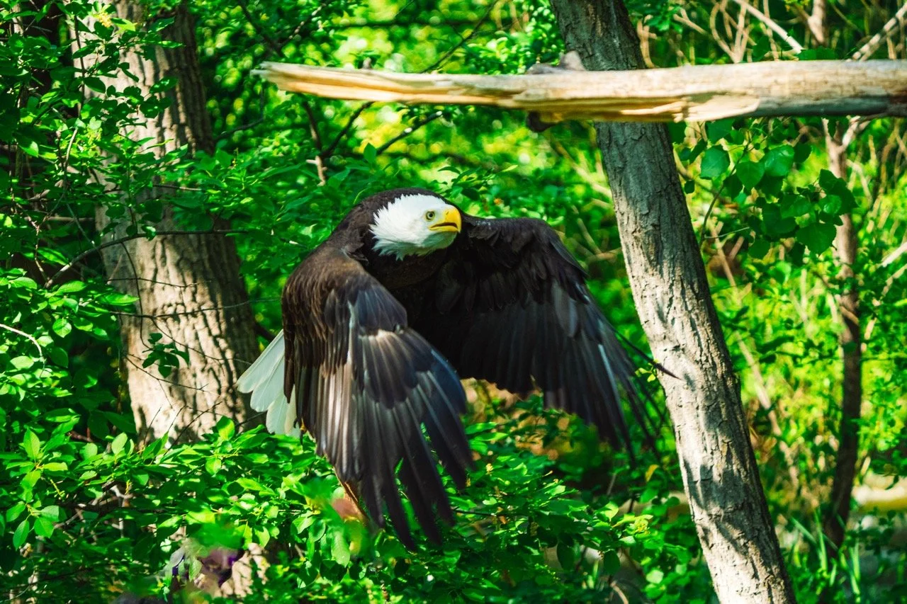 A bald eagle perched among green trees and bushes, with its wings partially spread.
