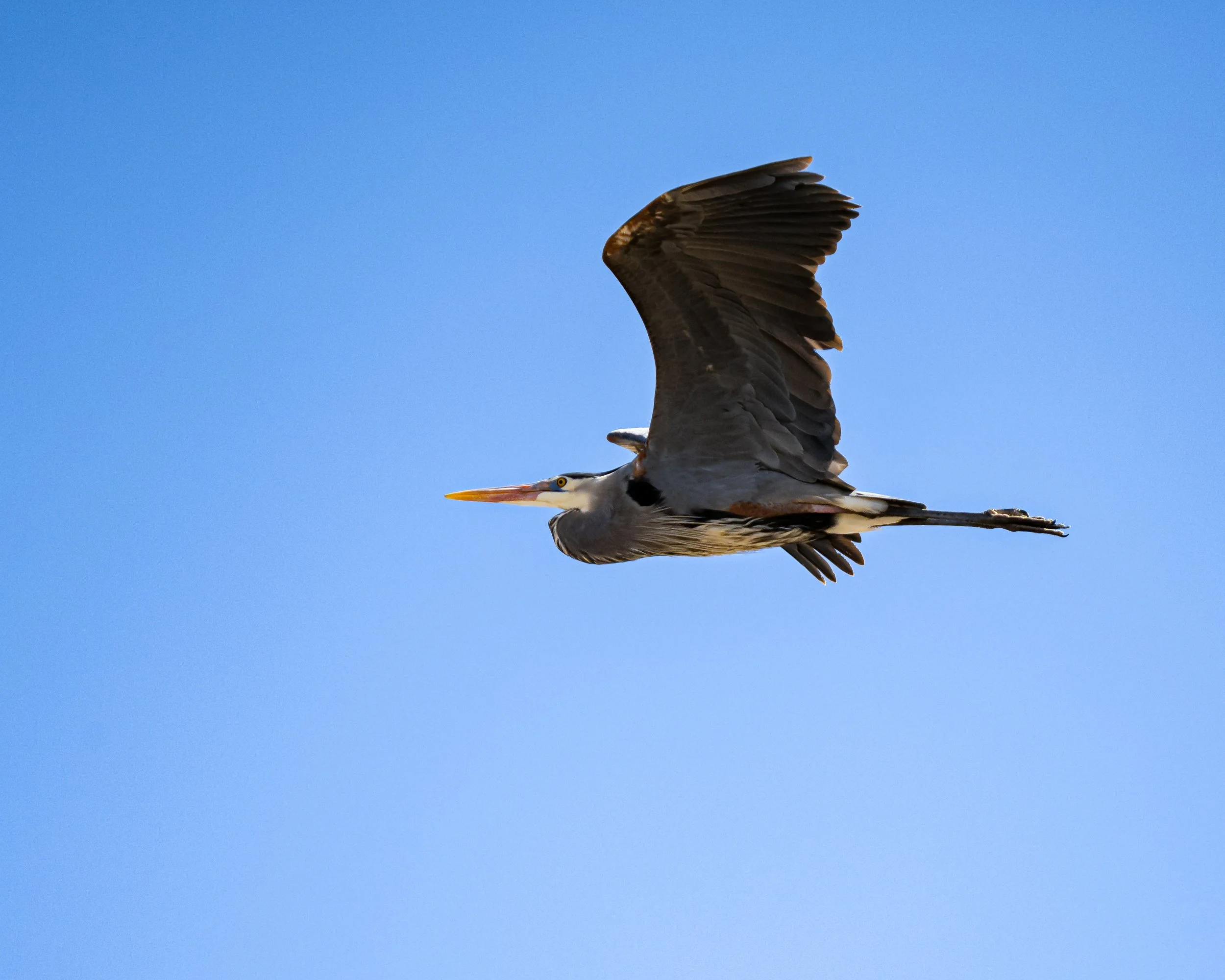 A heron flying against a clear blue sky with its wings spread wide and its beak pointed forward.