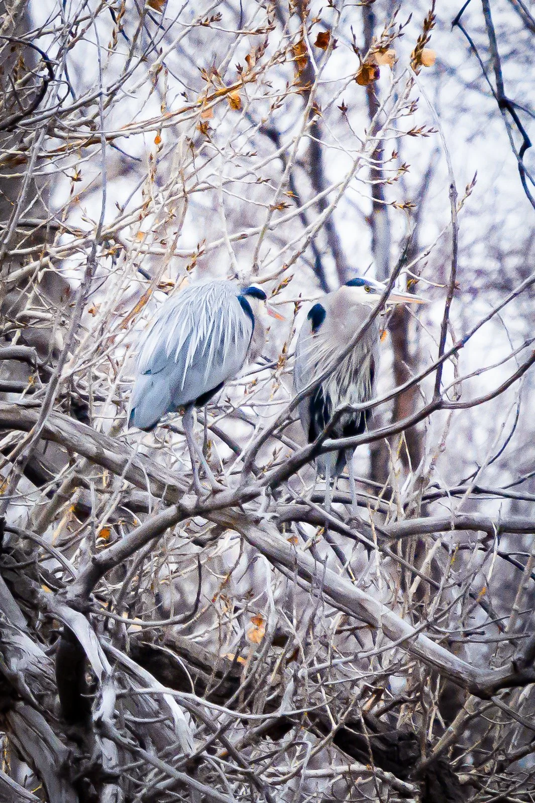 Two blue and white herons perched on branches in a leafless, wintery tree.