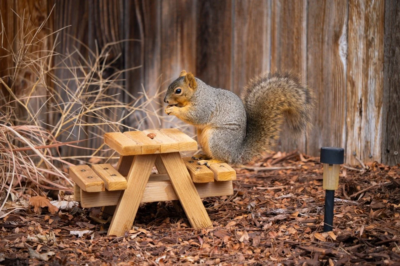 A squirrel sitting on a small wooden picnic table eating a nut in a yard with fallen leaves and a wooden fence in the background, with a small black and wood solar landscape light nearby.