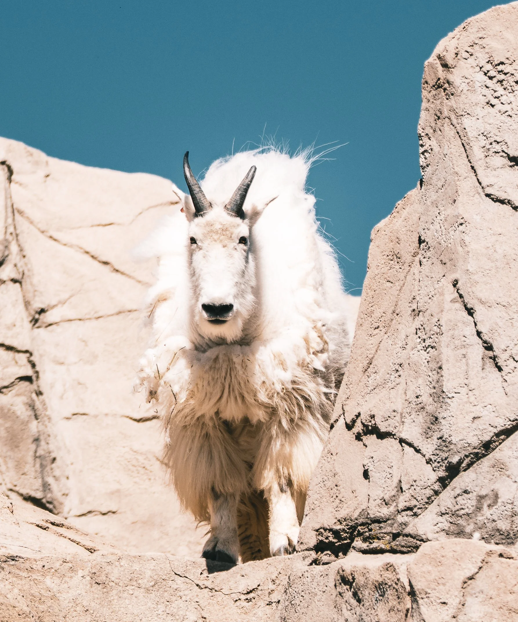 A mountain goat with white fur and black horns standing between large rocks against a clear blue sky.