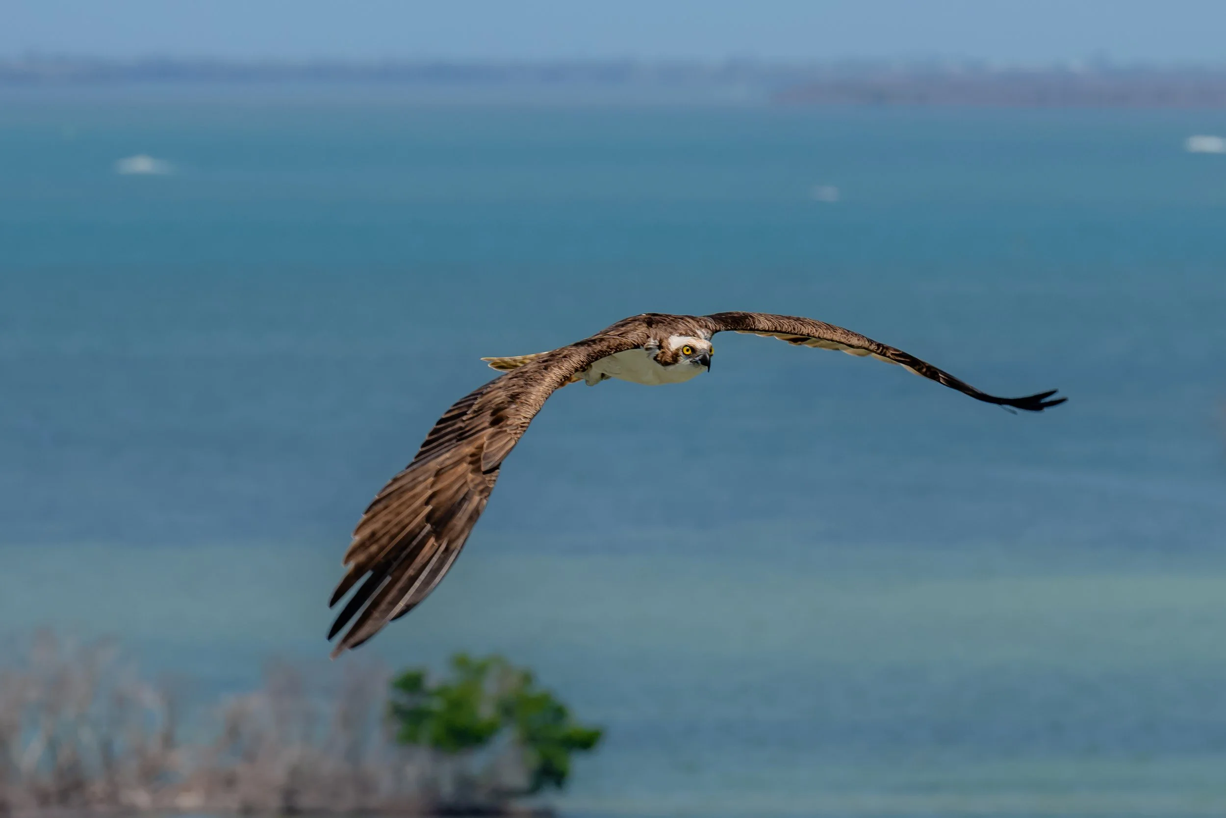 An osprey, flying over water with its wings spread wide, in a distant coastal or lakeside landscape.