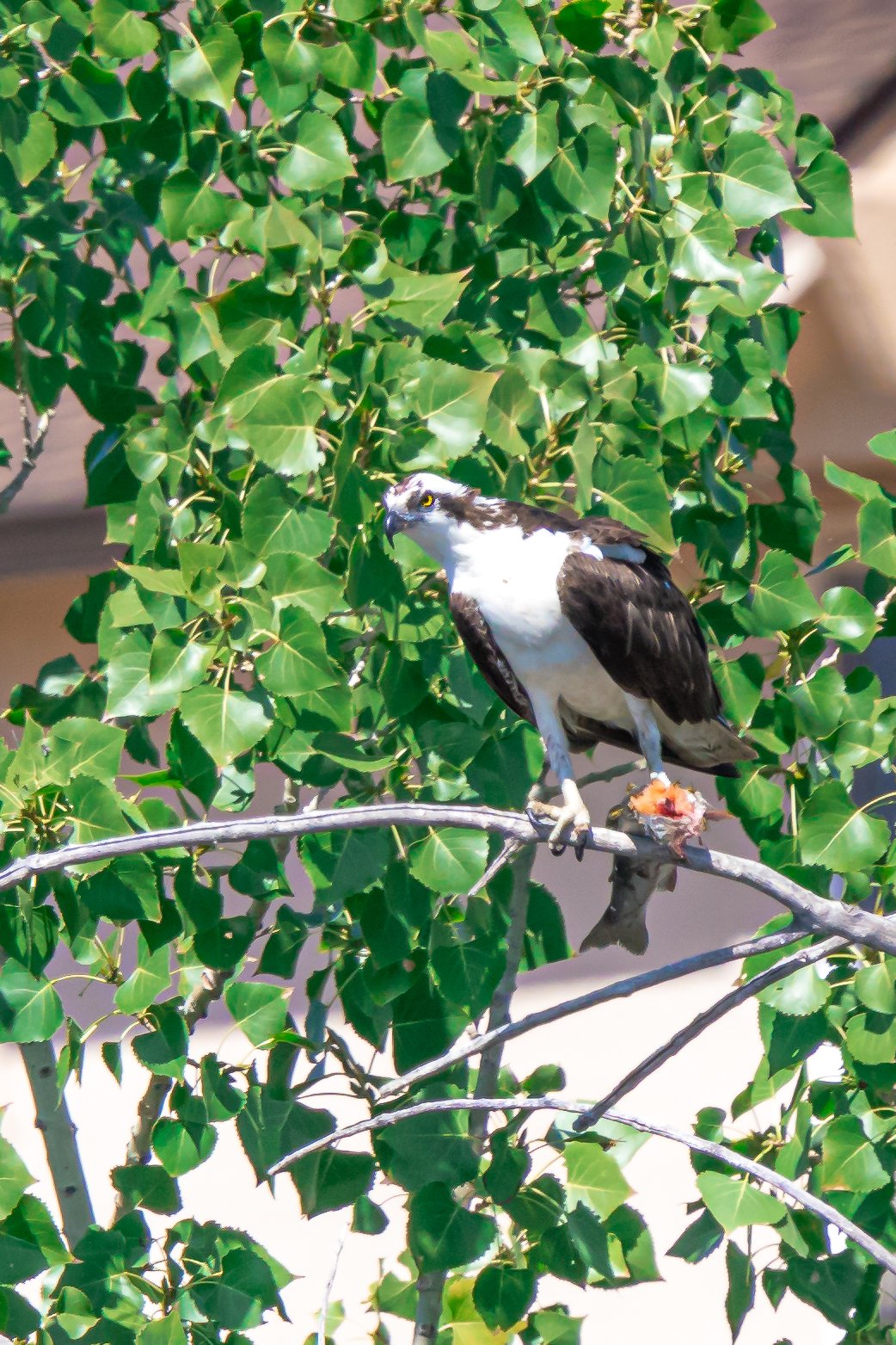 An osprey bird perched on a branch with a fish in its talons amid green leaves in Westminster, CO. 