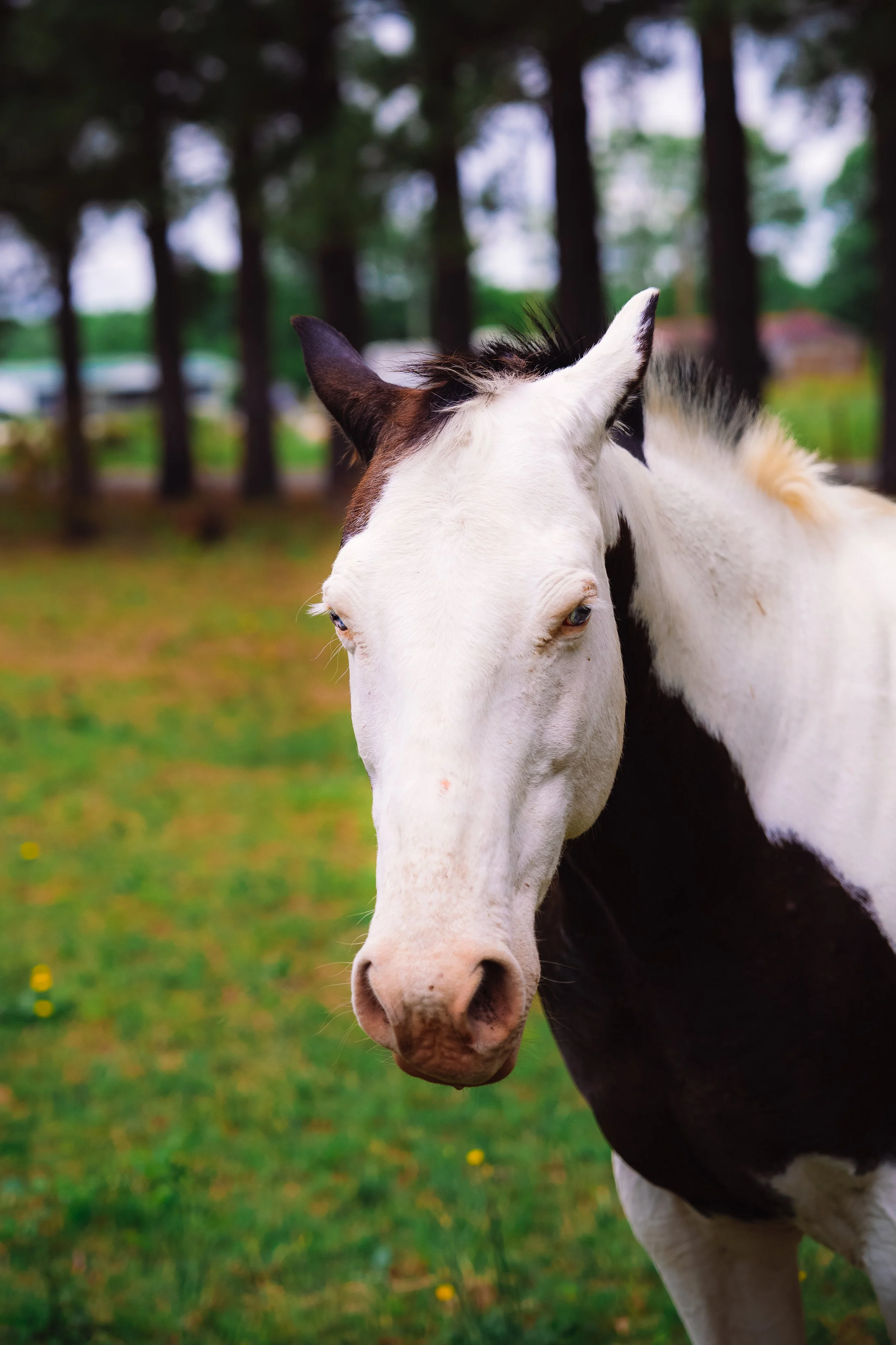 A close-up of a white and black horse standing on green grass with trees in the background.